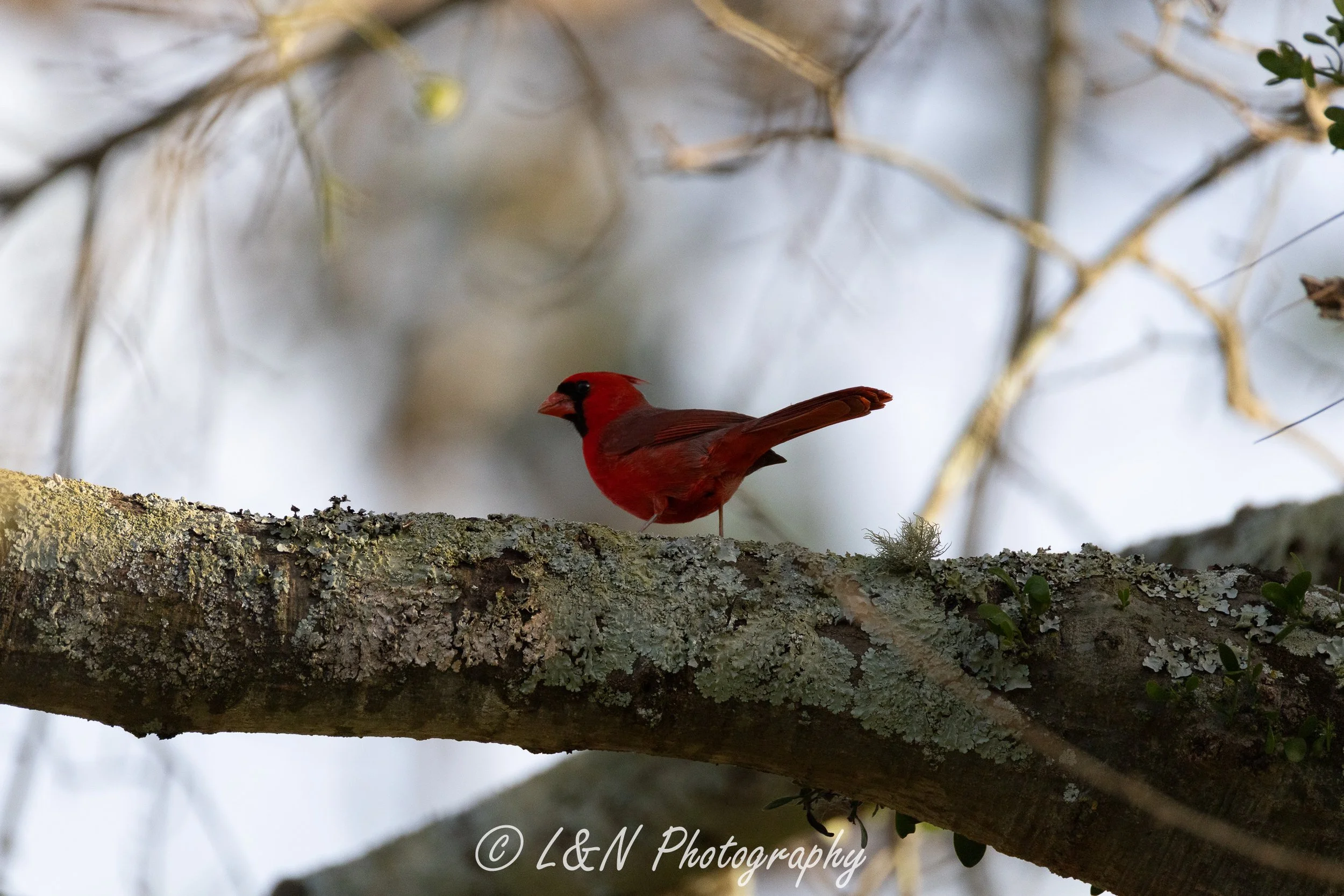 LN_Photo_-100.jpg