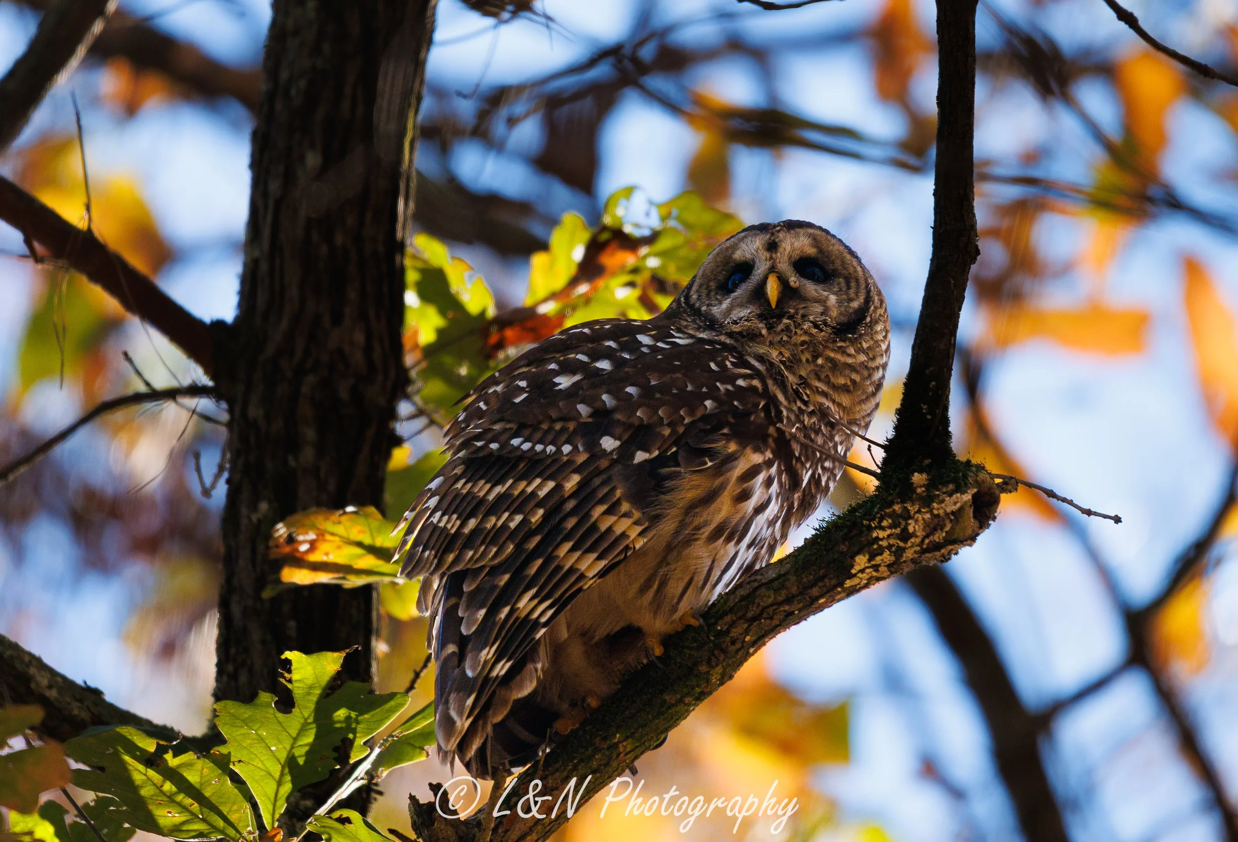 LN_Photo_-14.jpg