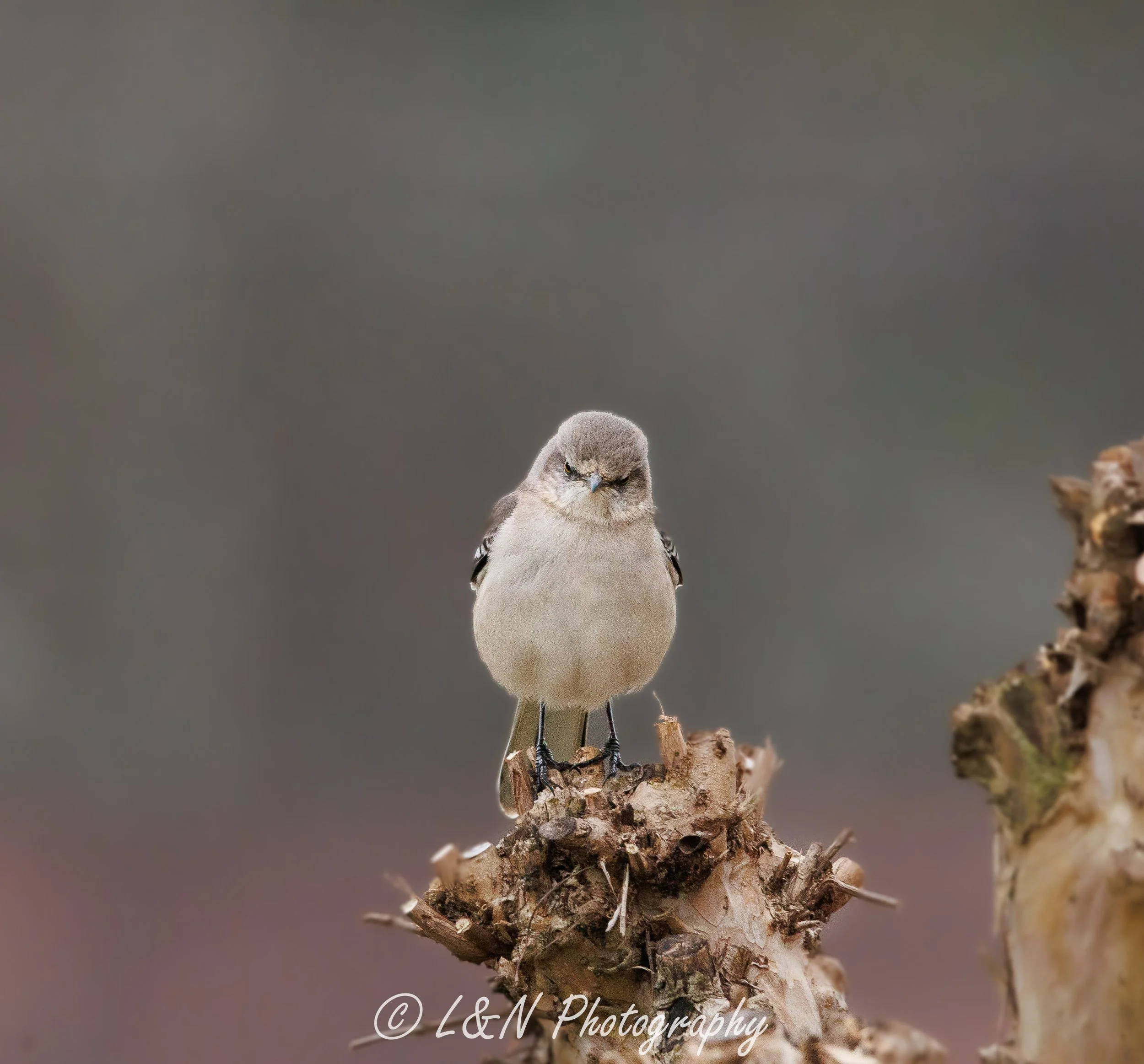LN_Photo_-38.jpg