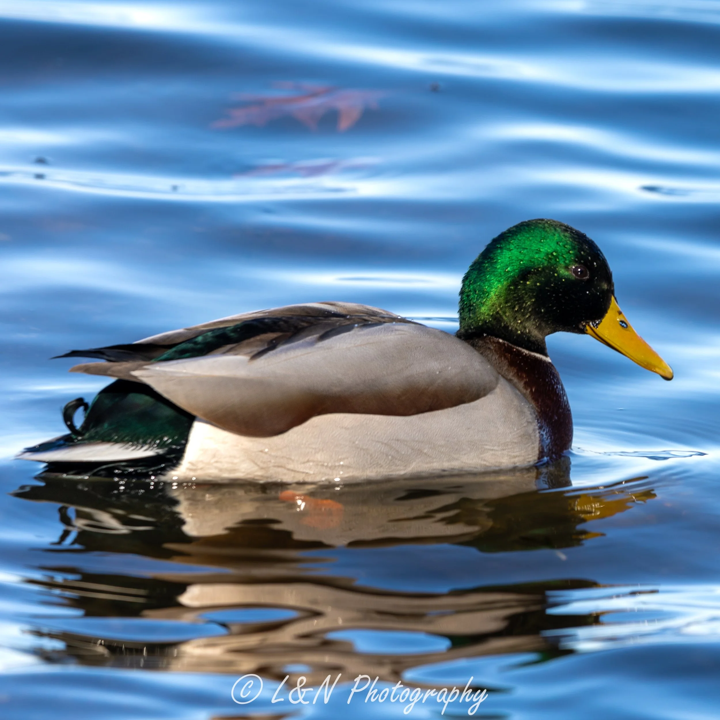 IMG_7226.jpg