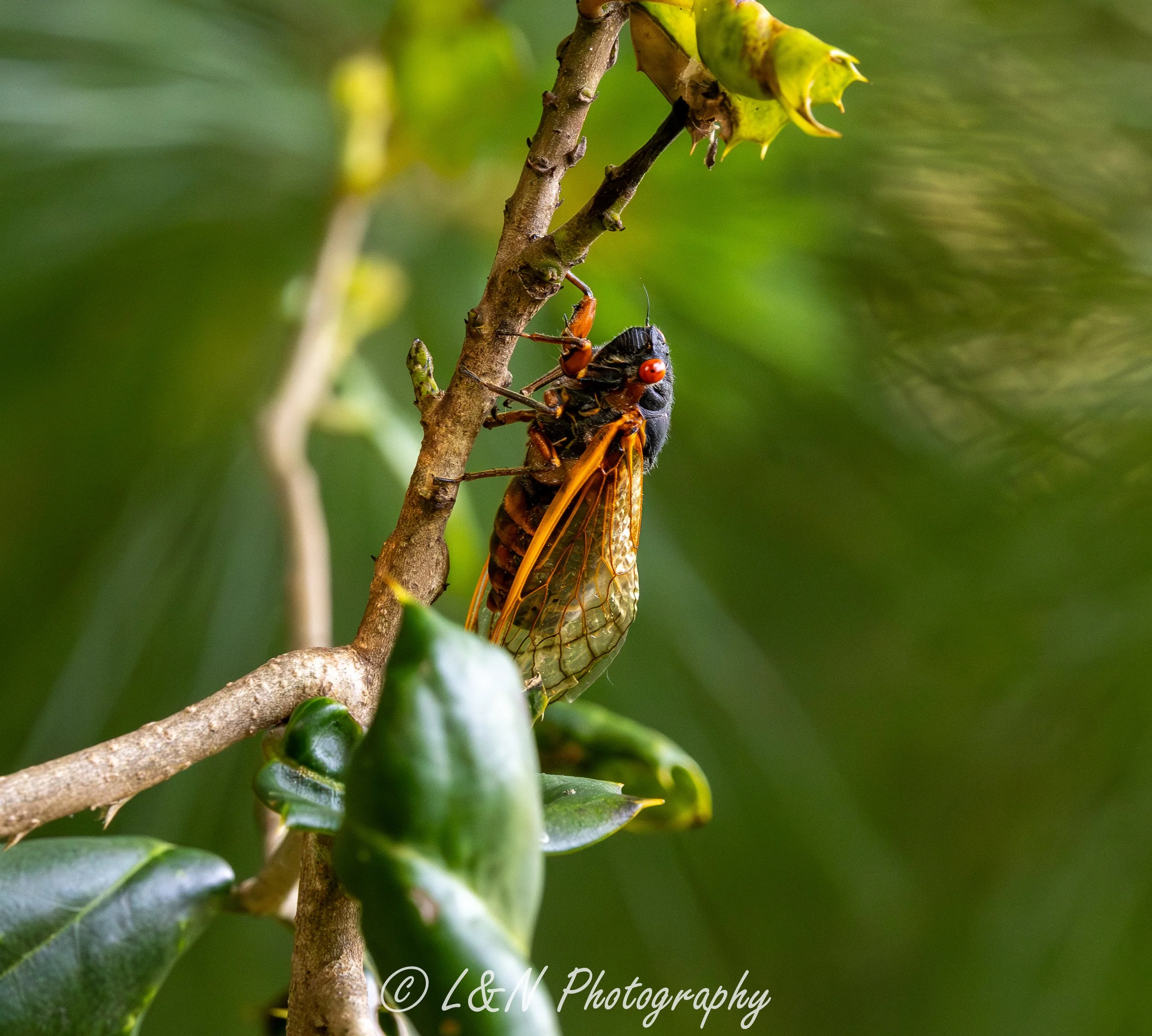 IMG_9911-Enhanced-NR.jpg