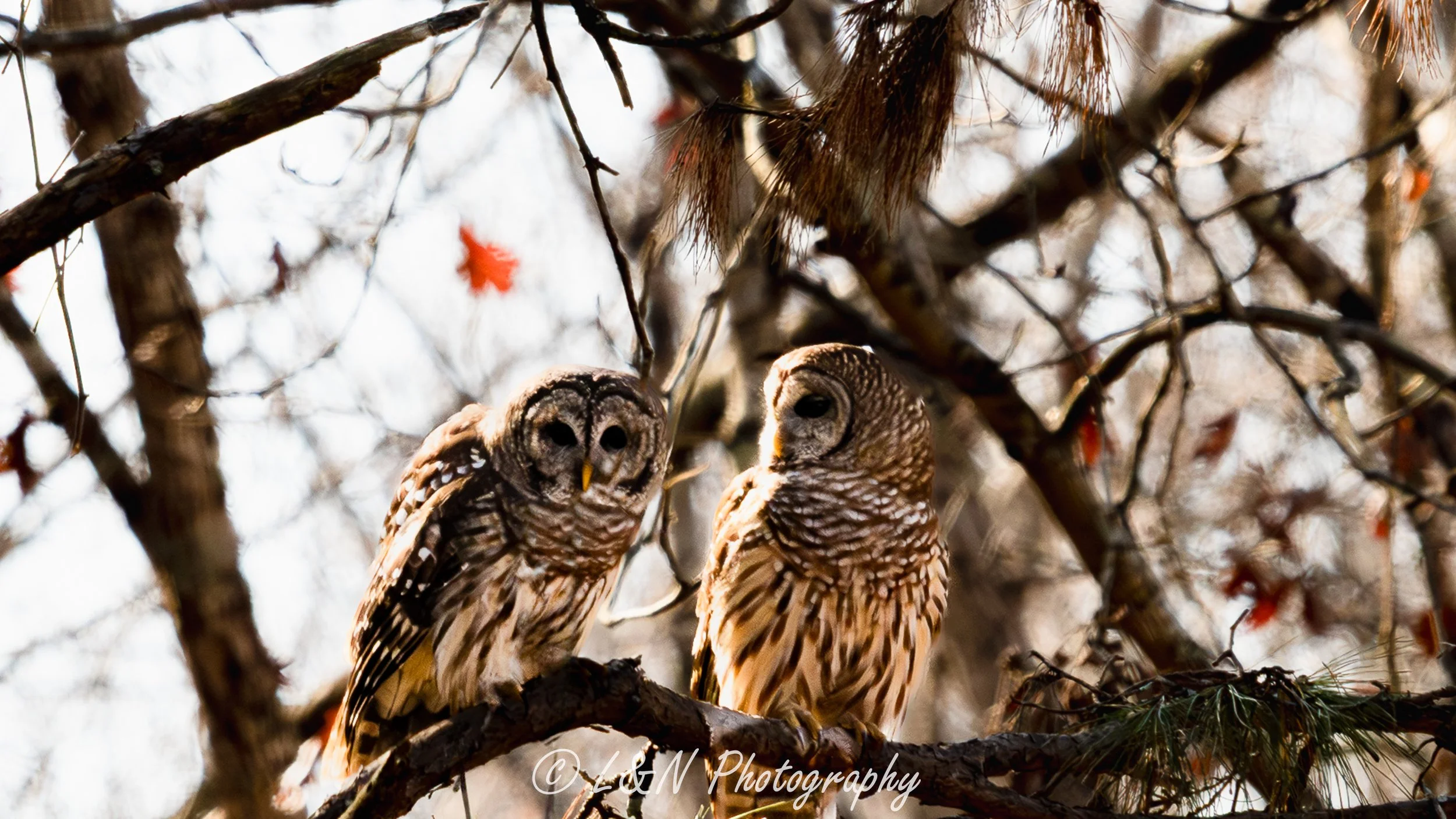 IMG_4503-Edit.jpg