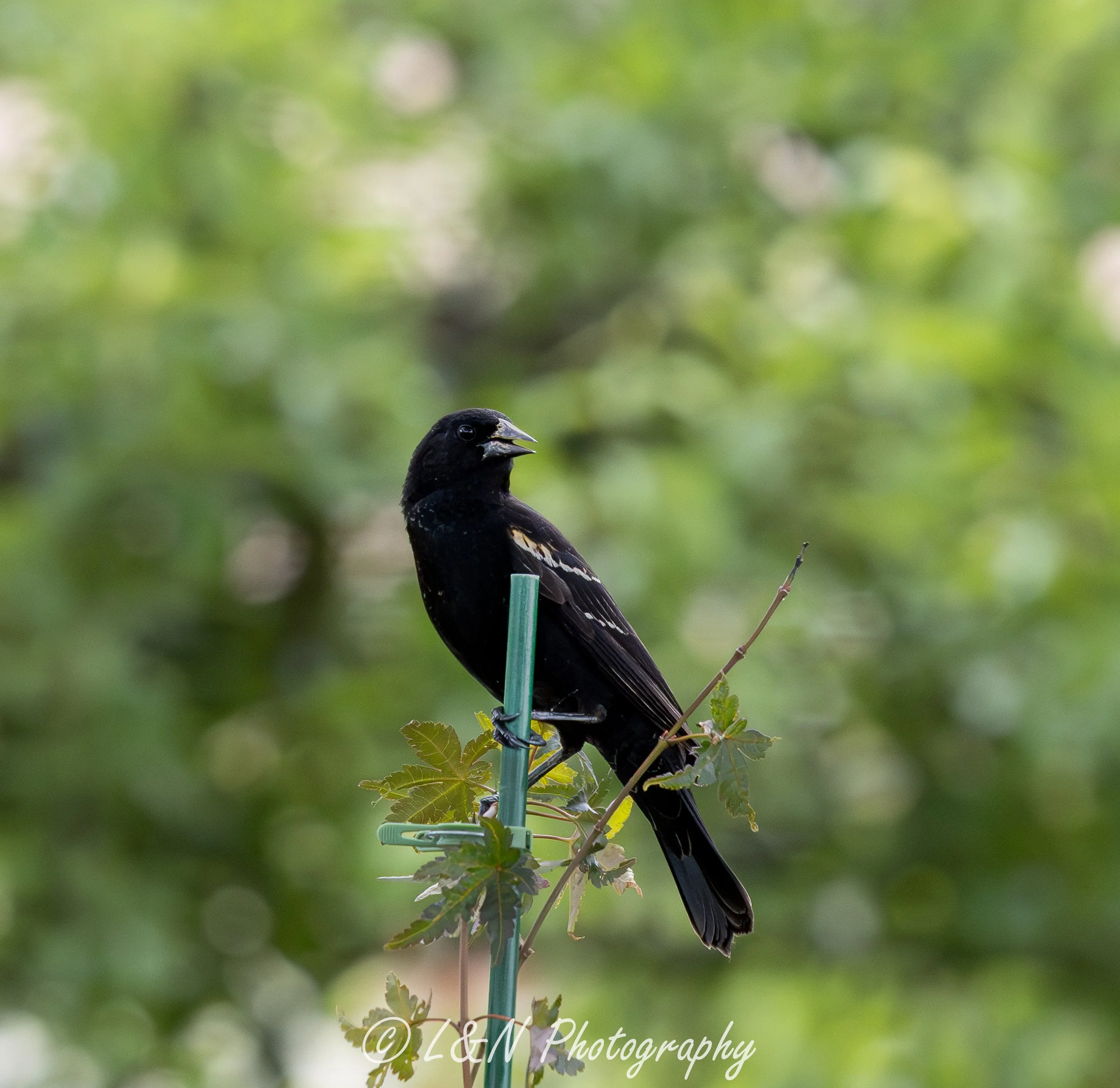 LN_Photo_-63.jpg