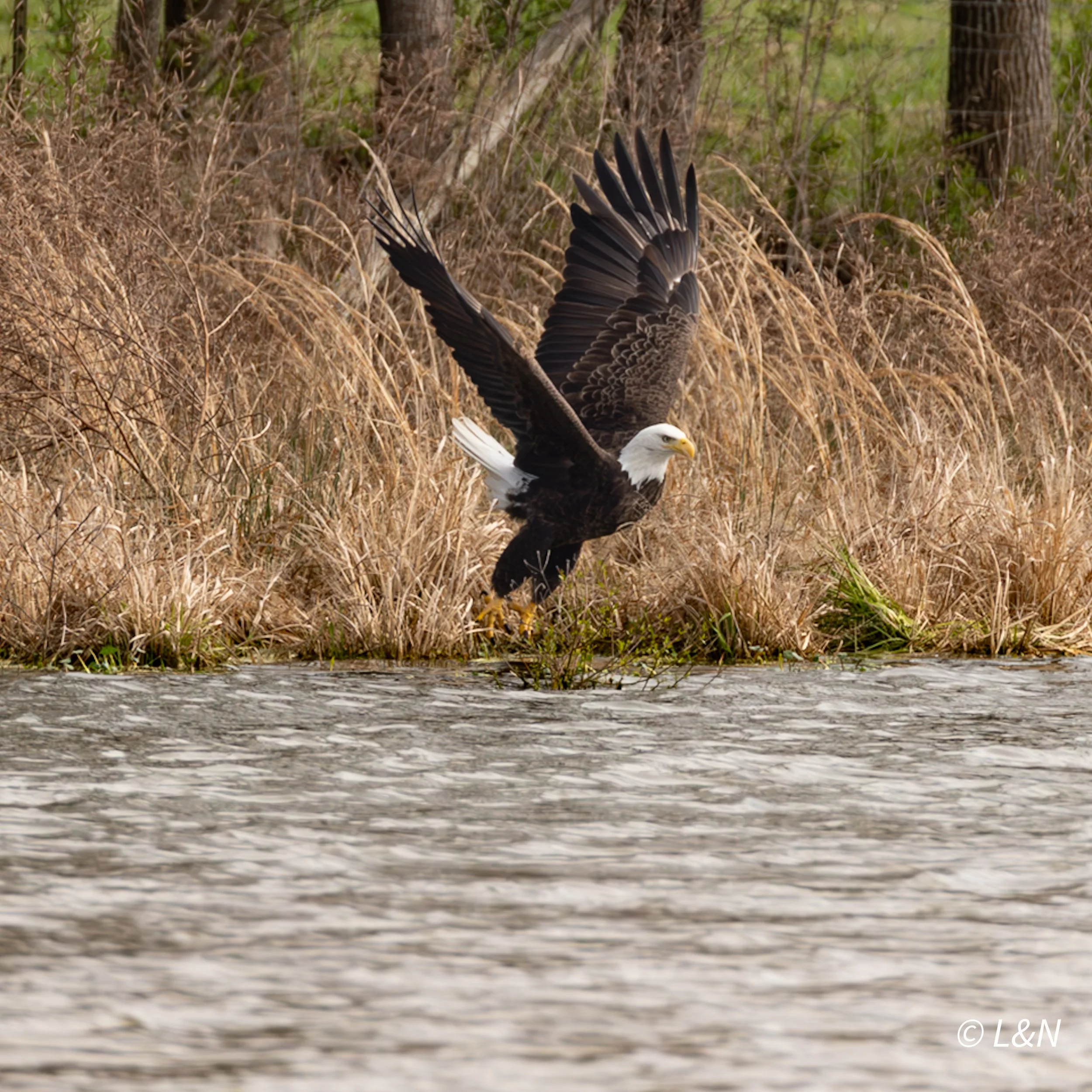 Bald eagle with wings spread landing on water's edge with dry grass and trees in background.