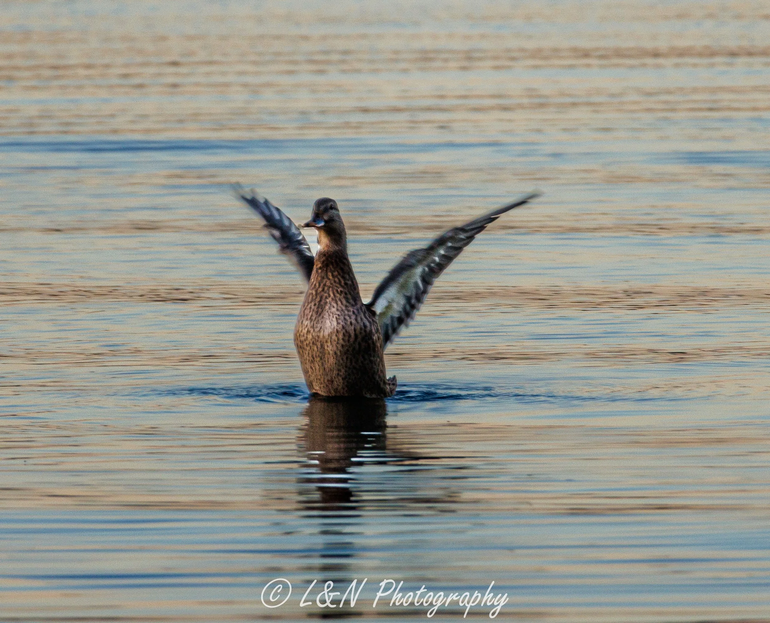 IMG_5094.jpg