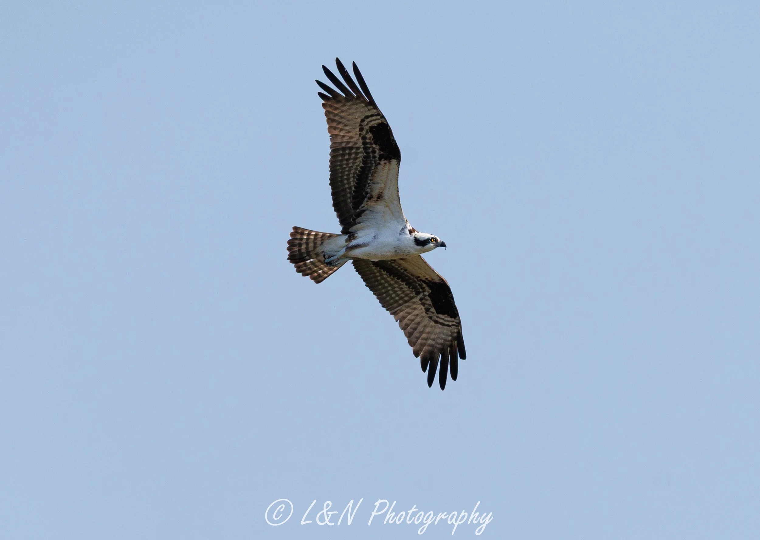 IMG_4434.jpg