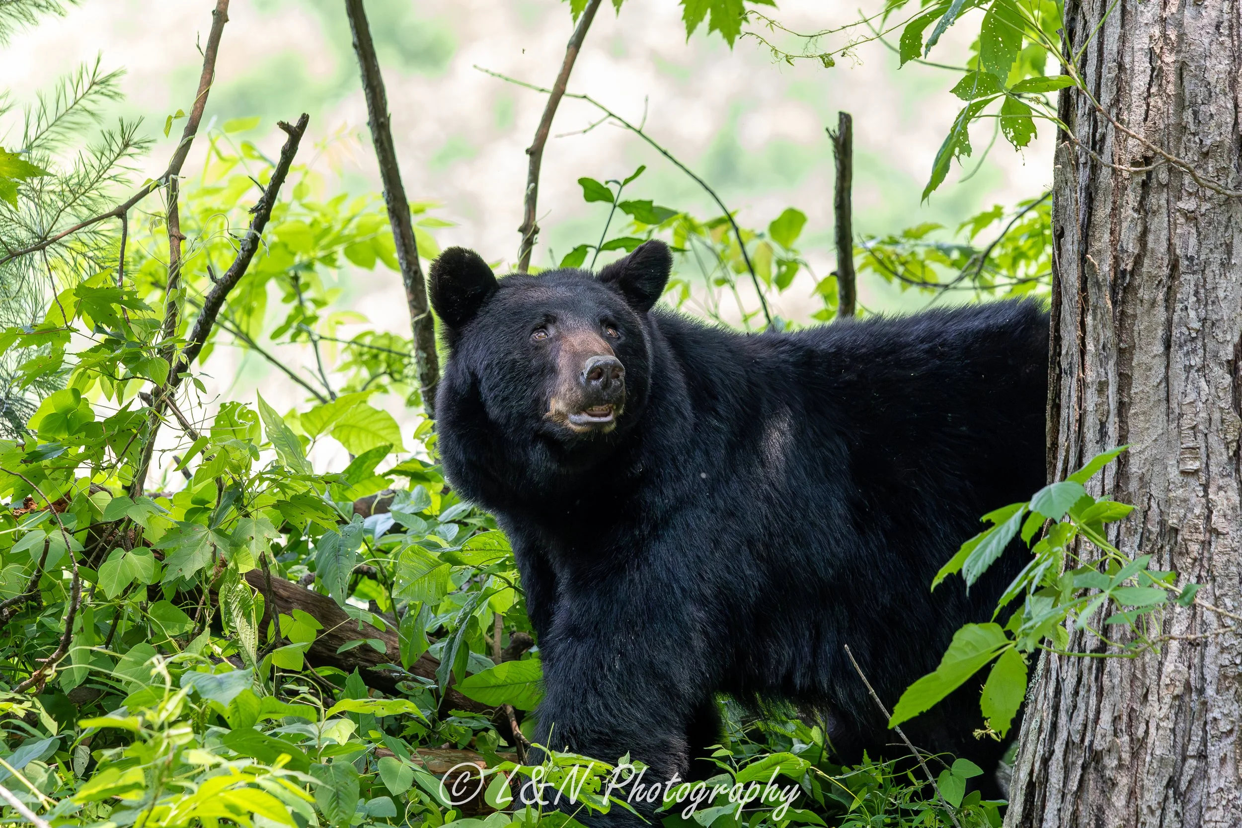 LN_Photo_-86.jpg