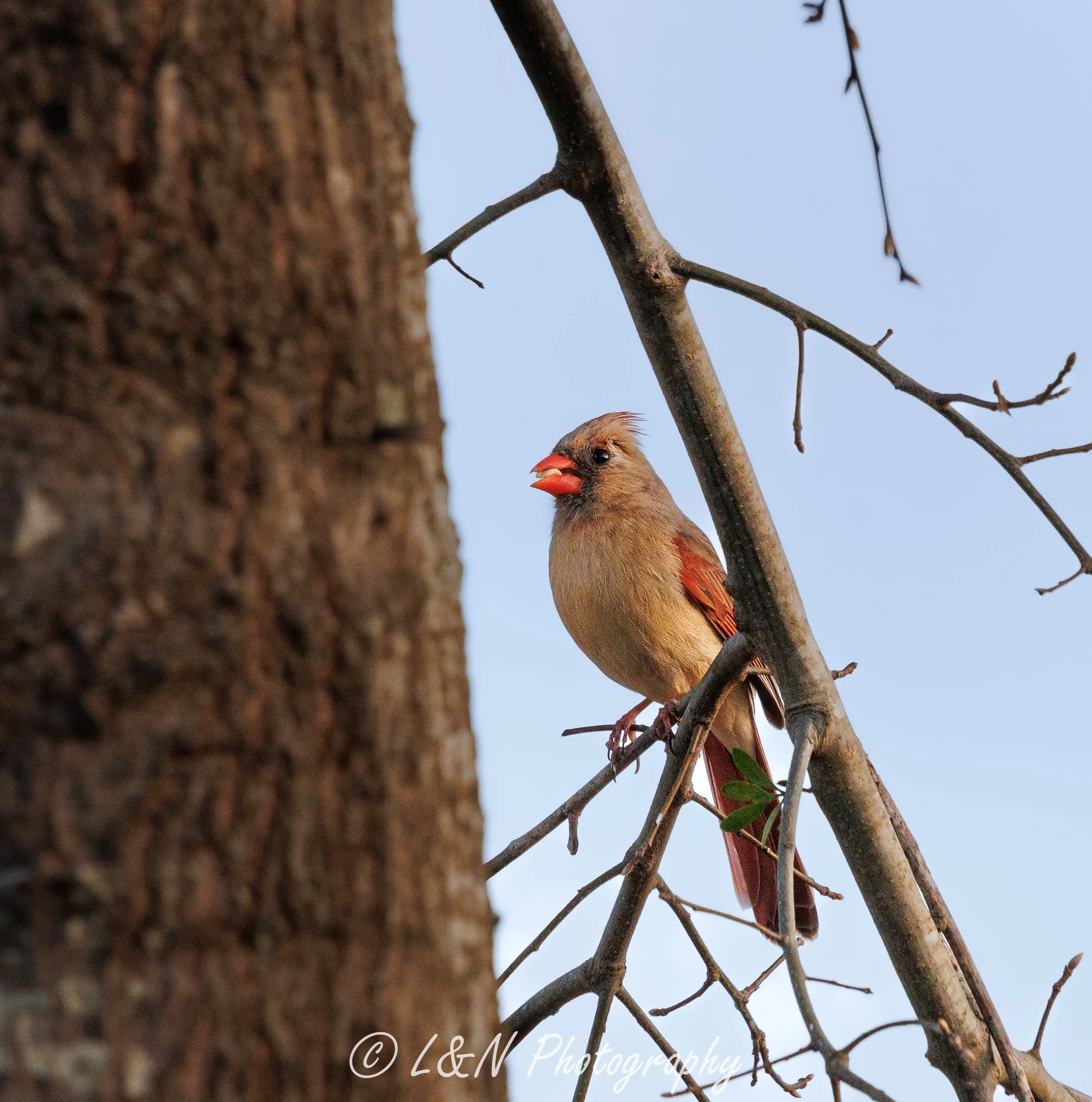 LN_Photo_-48.jpg