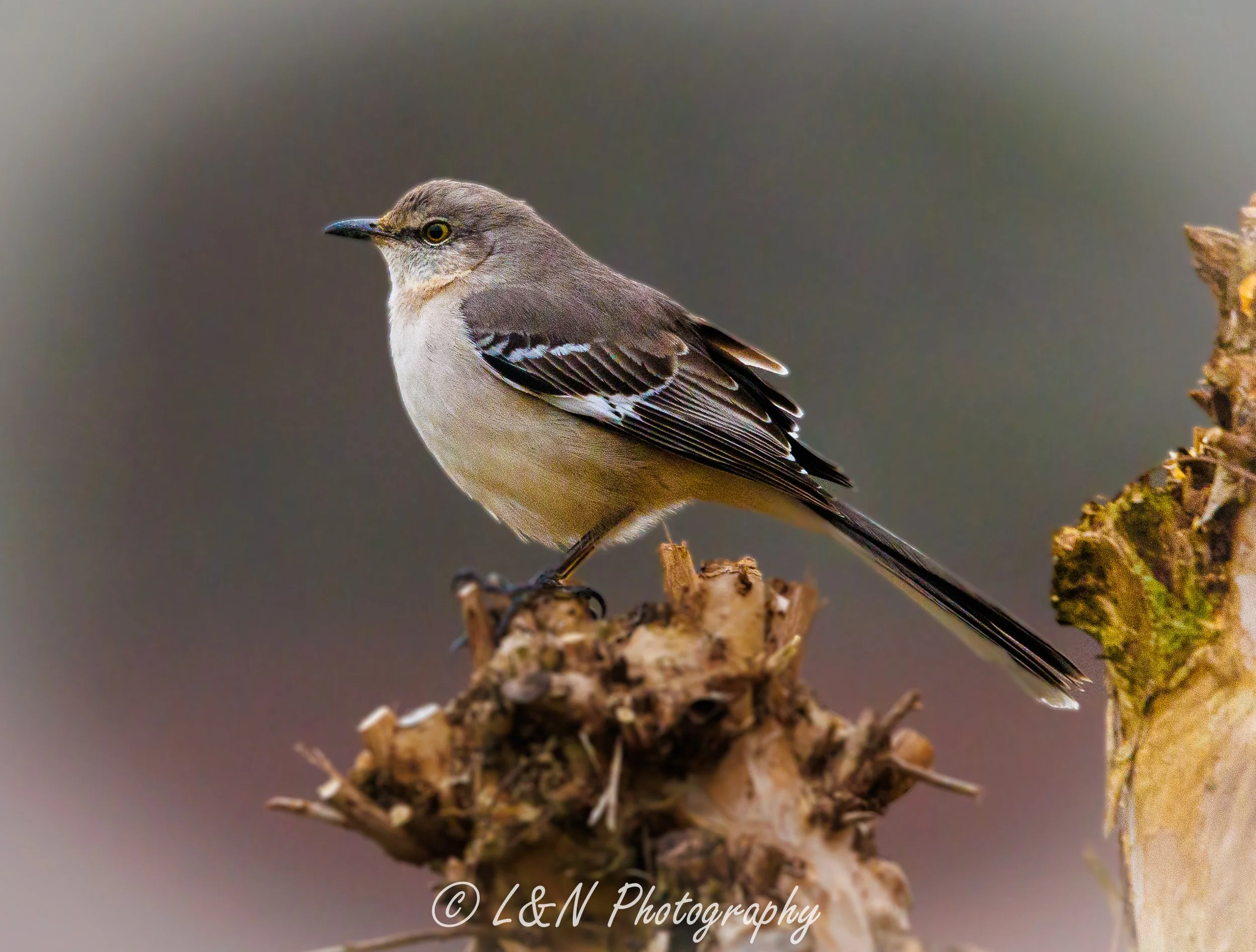 LN_Photo_-37.jpg