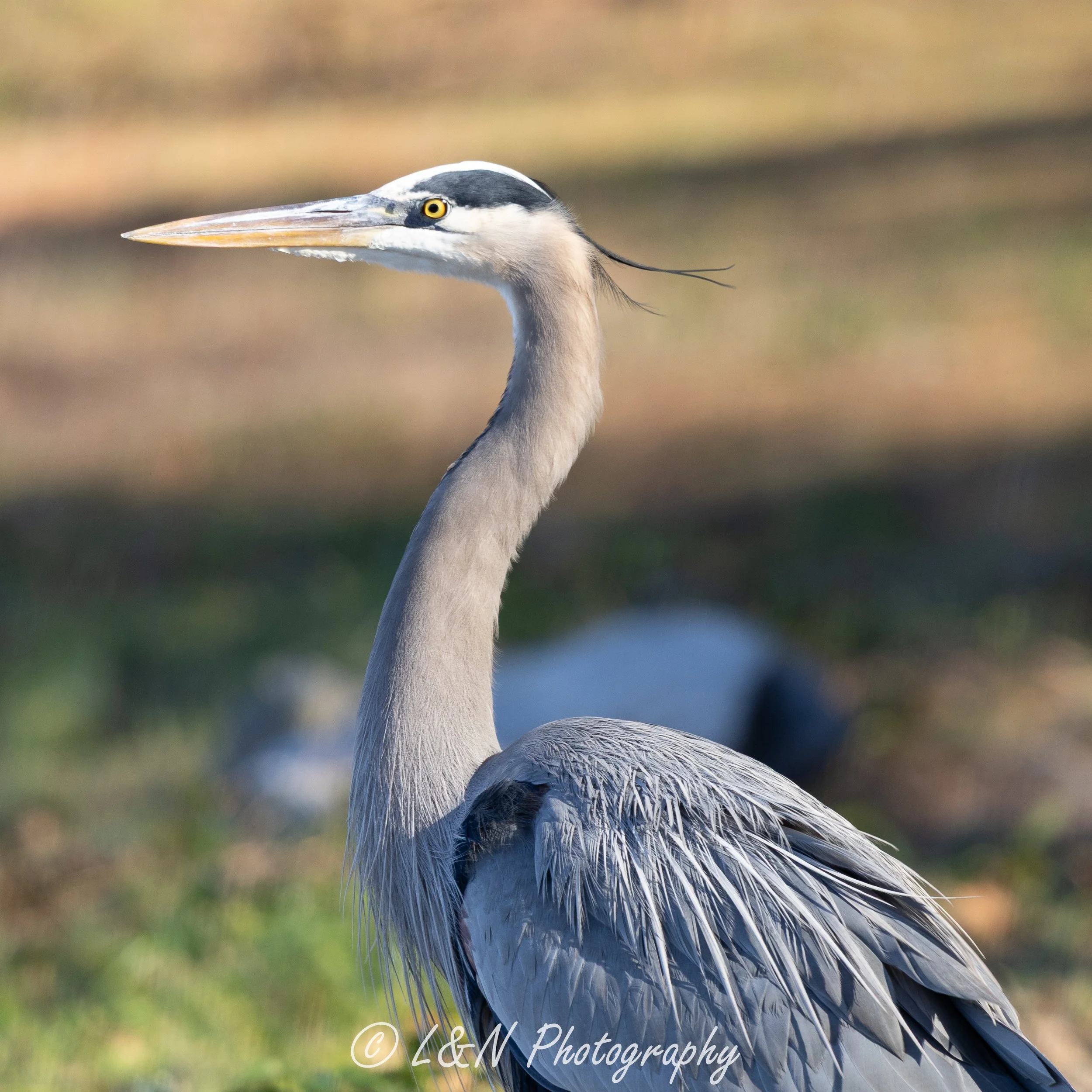 IMG_7046.jpg