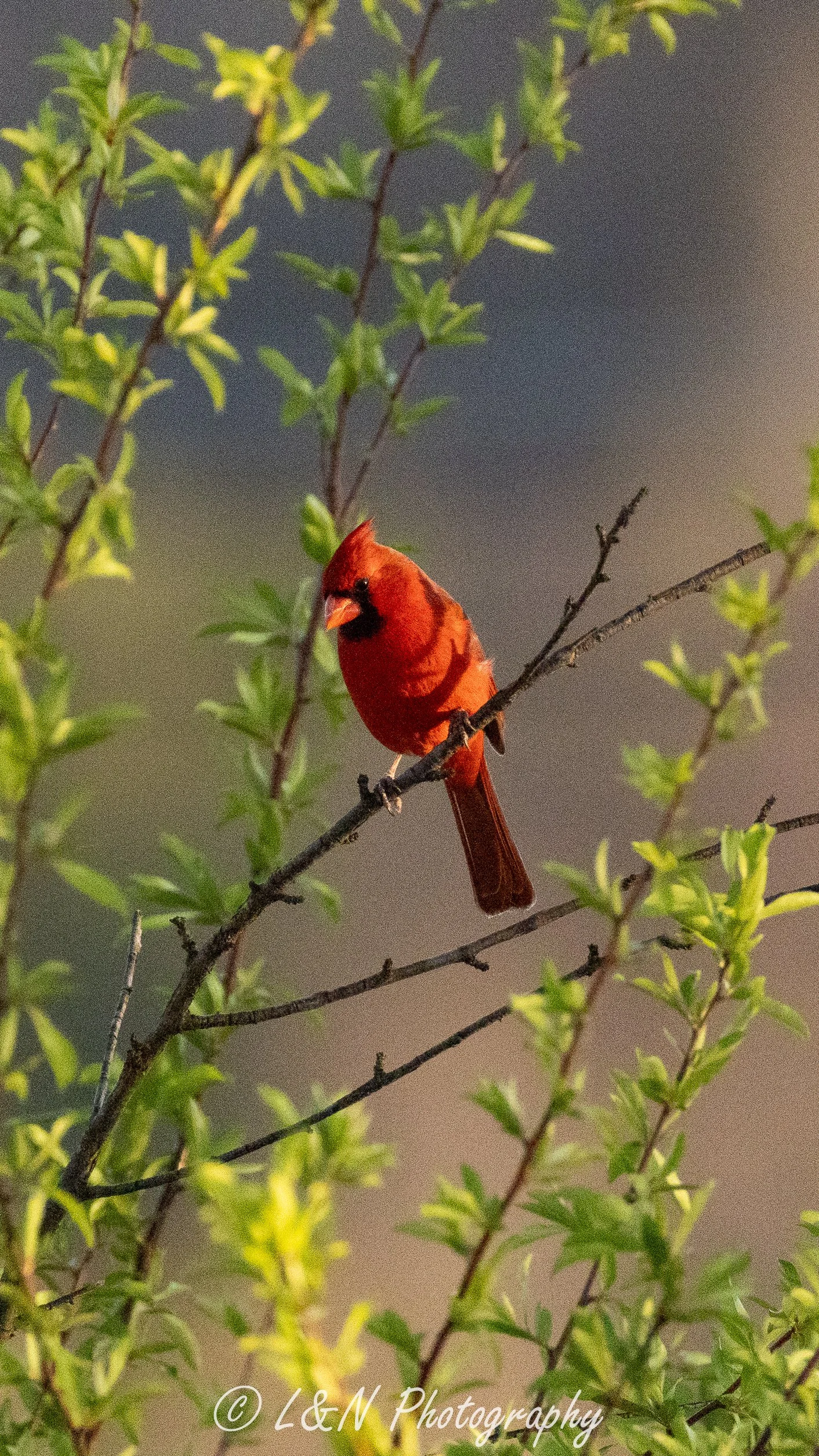 LN_Photo_-117.jpg