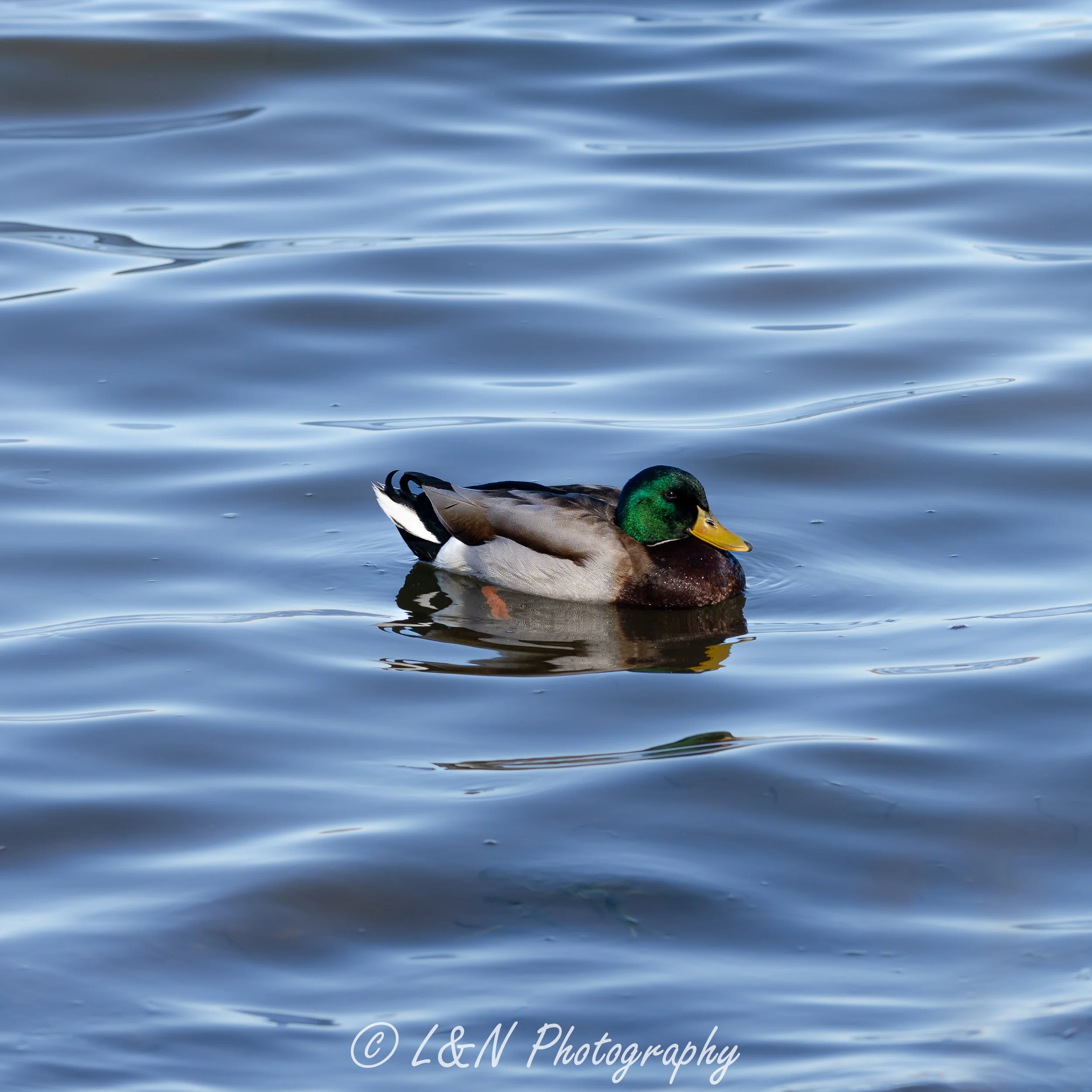 IMG_7041.jpg