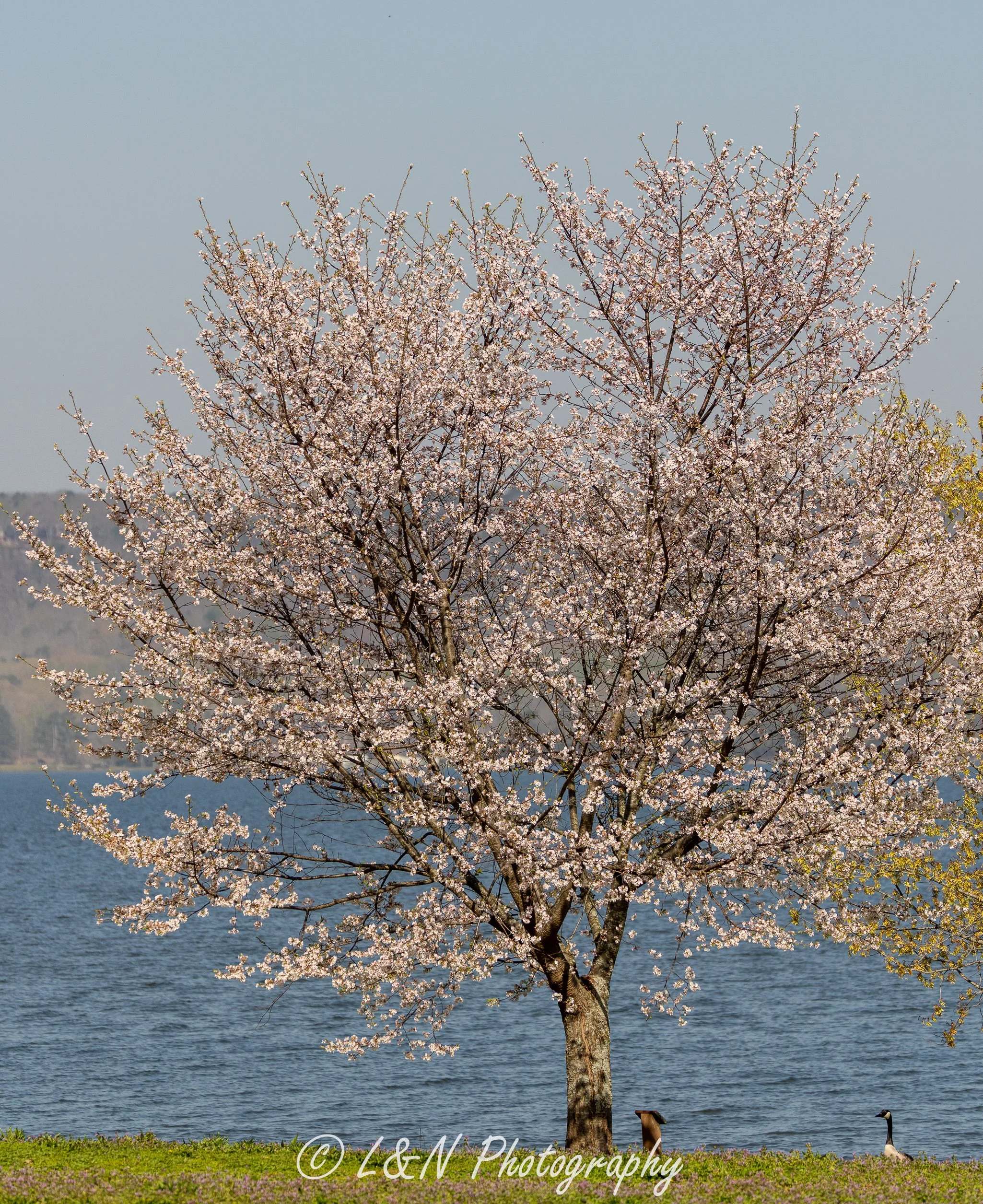 LN_Photo_-124.jpg