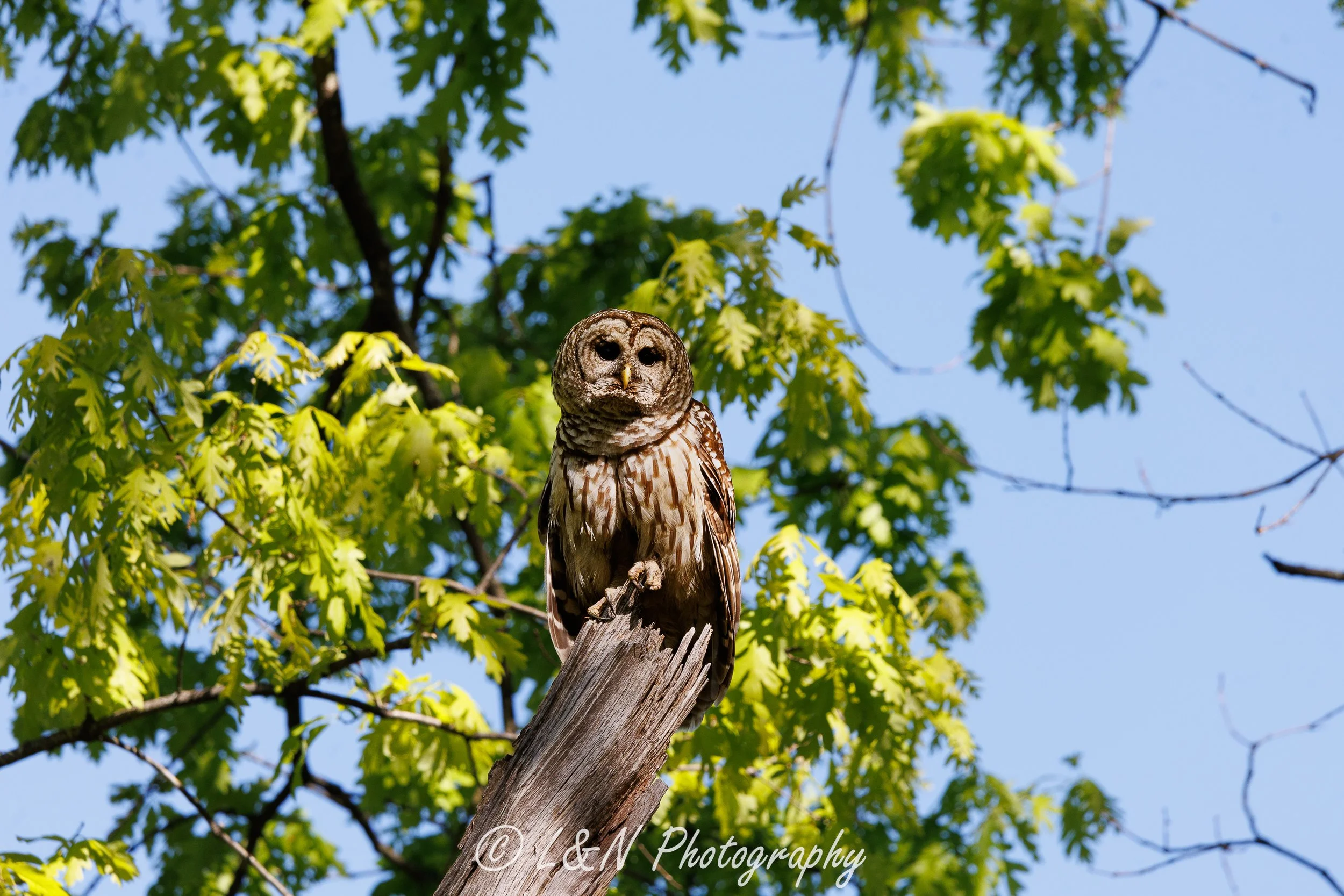 LN_Photo_-56.jpg