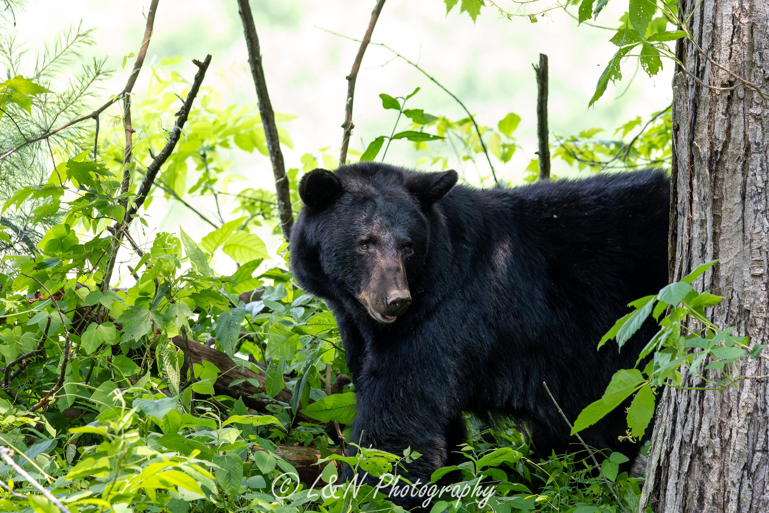 LN_Photo_-85.jpg