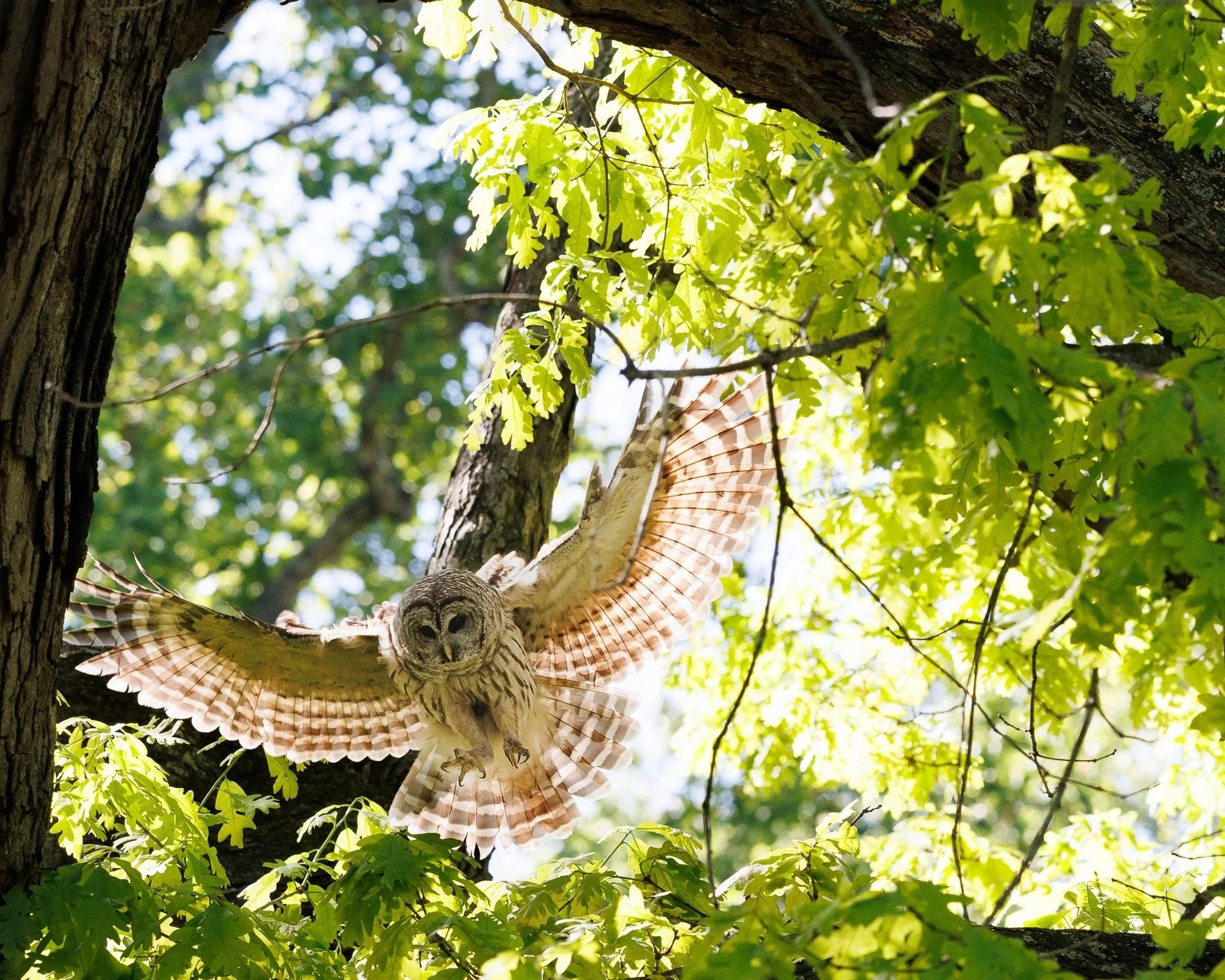 An owl flying in a green forest, with sunlight filtering through the leaves.