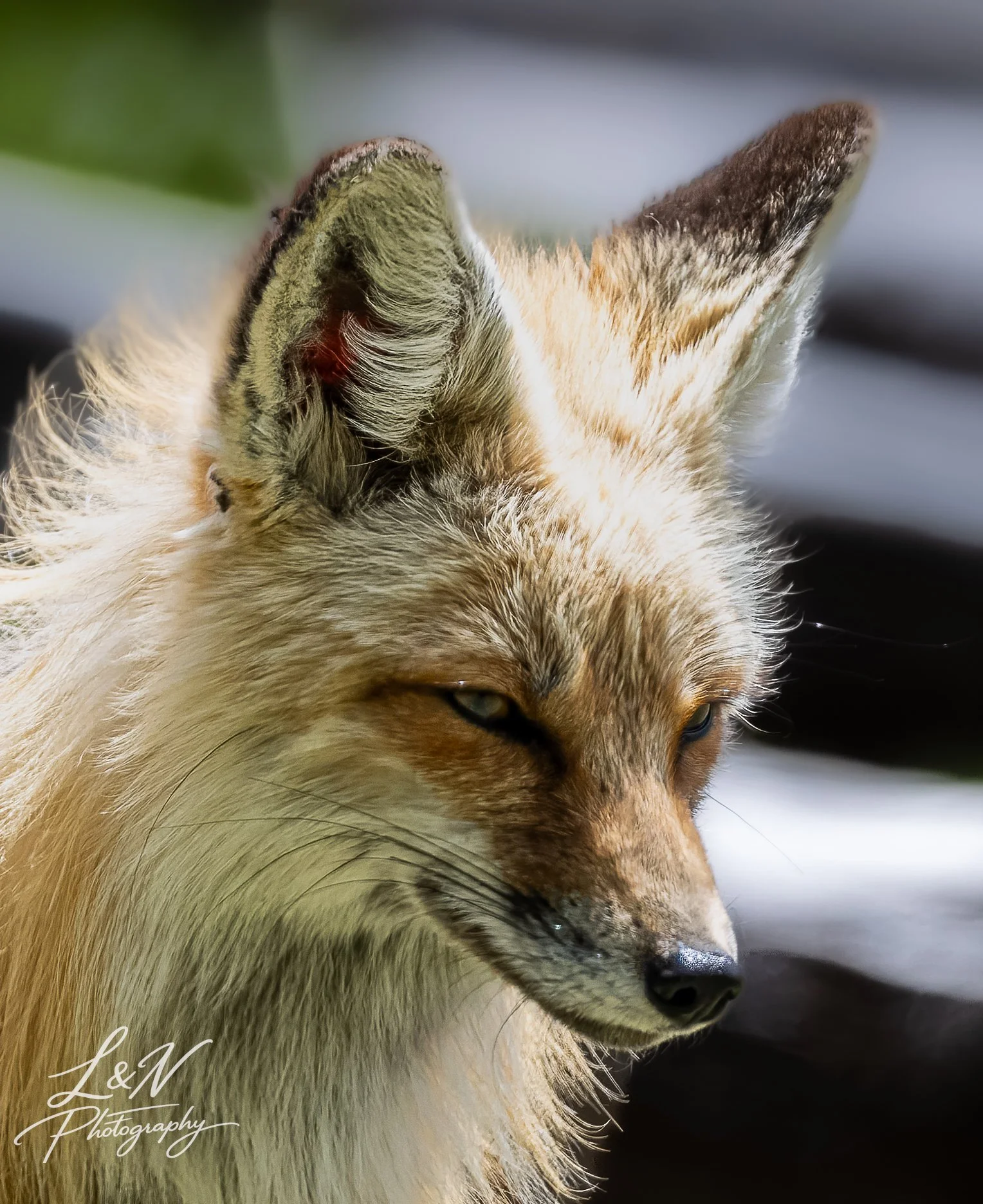 AO3A4471-DxO_DeepPRIME XD3.jpg