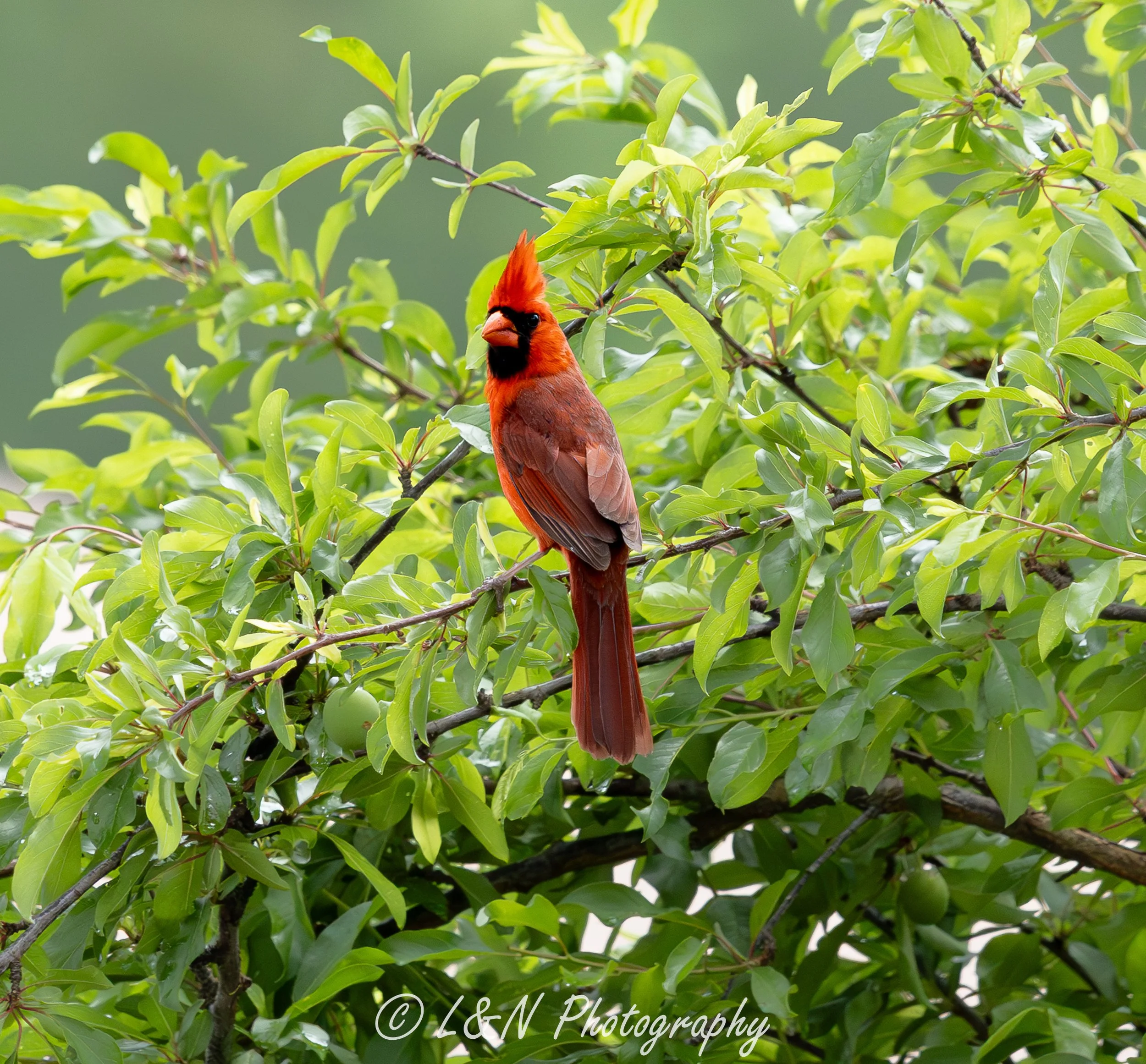 LN_Photo_-62.jpg