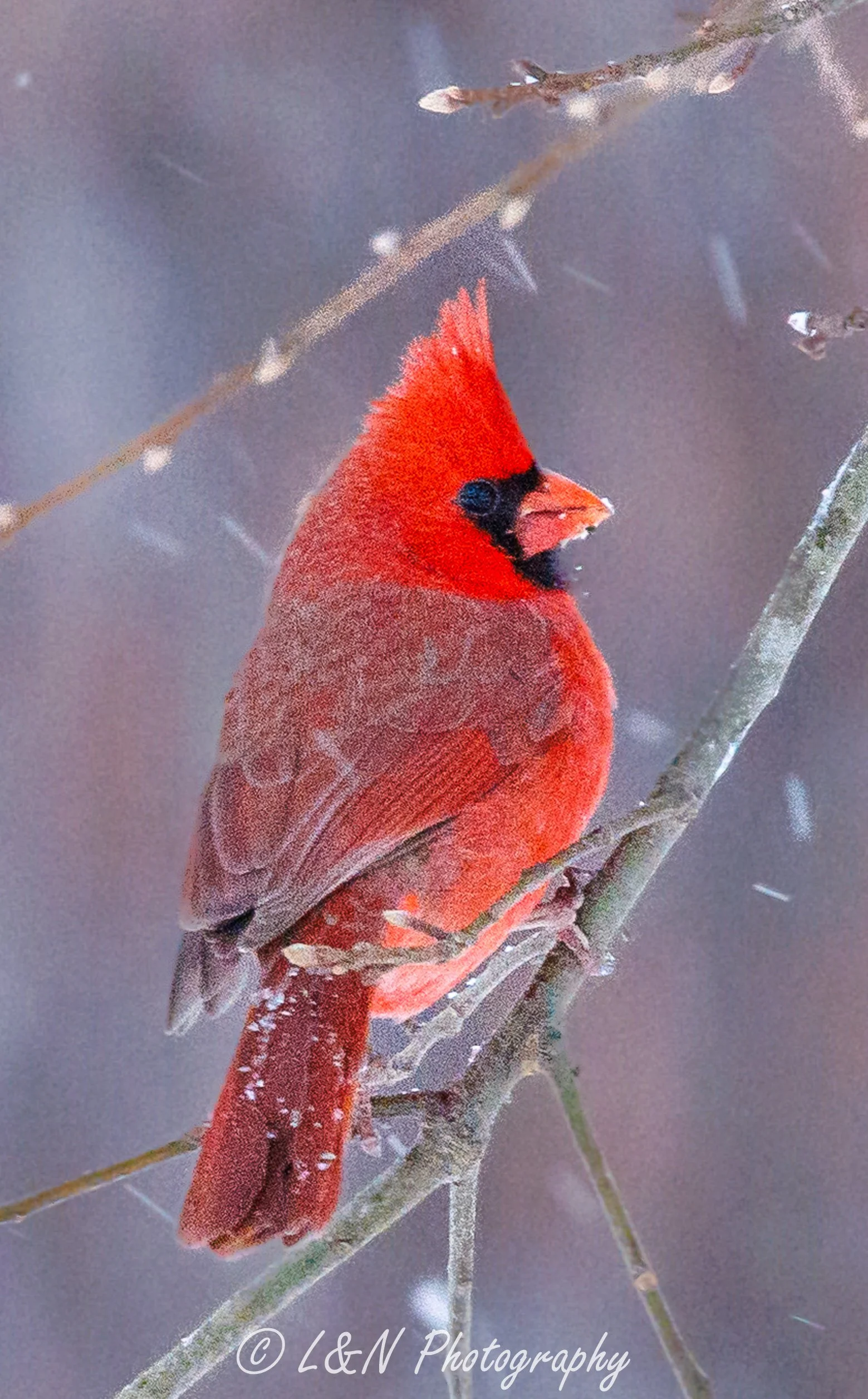 LN_Photo_-31.jpg