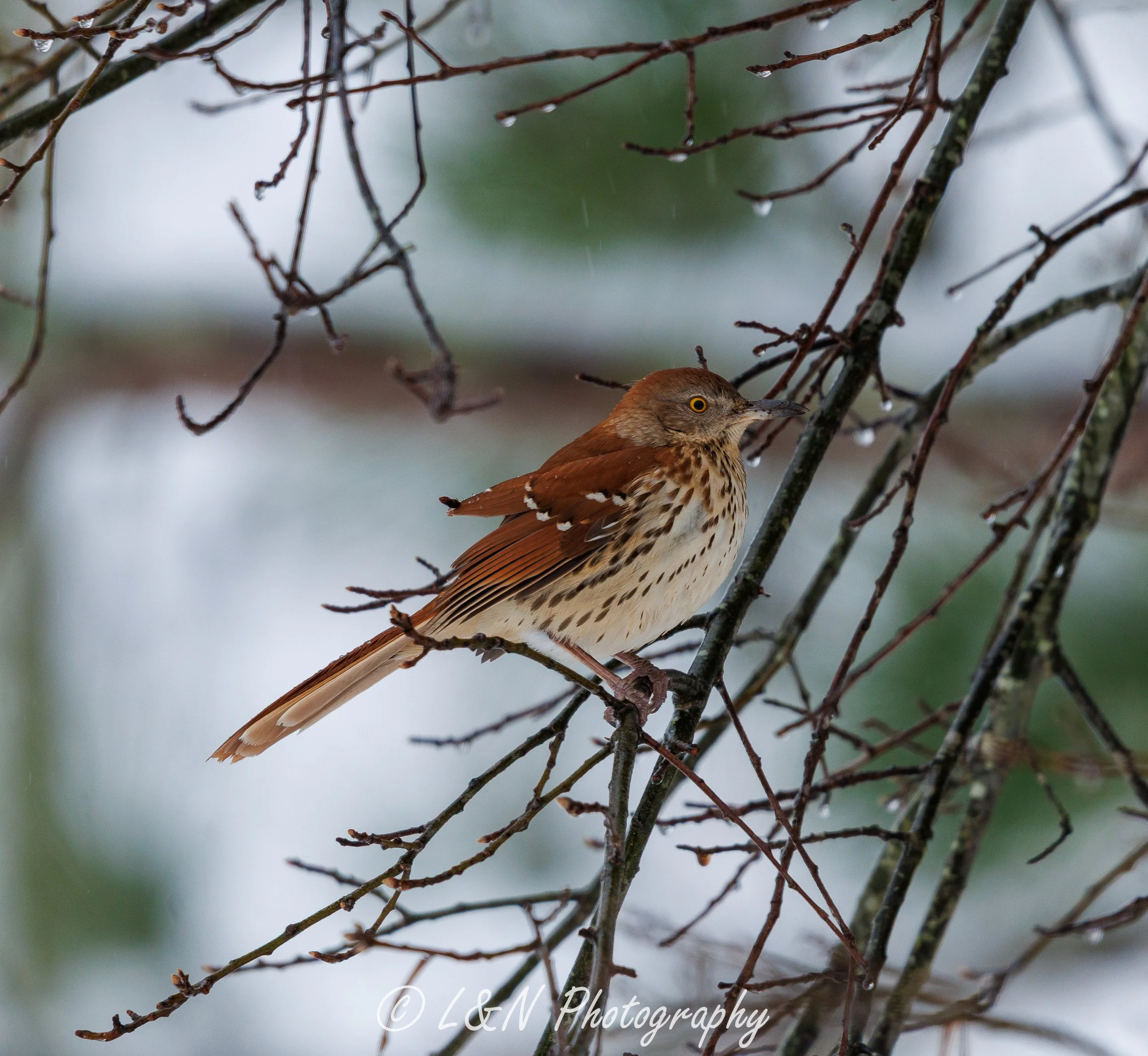 LN_Photo_-33.jpg