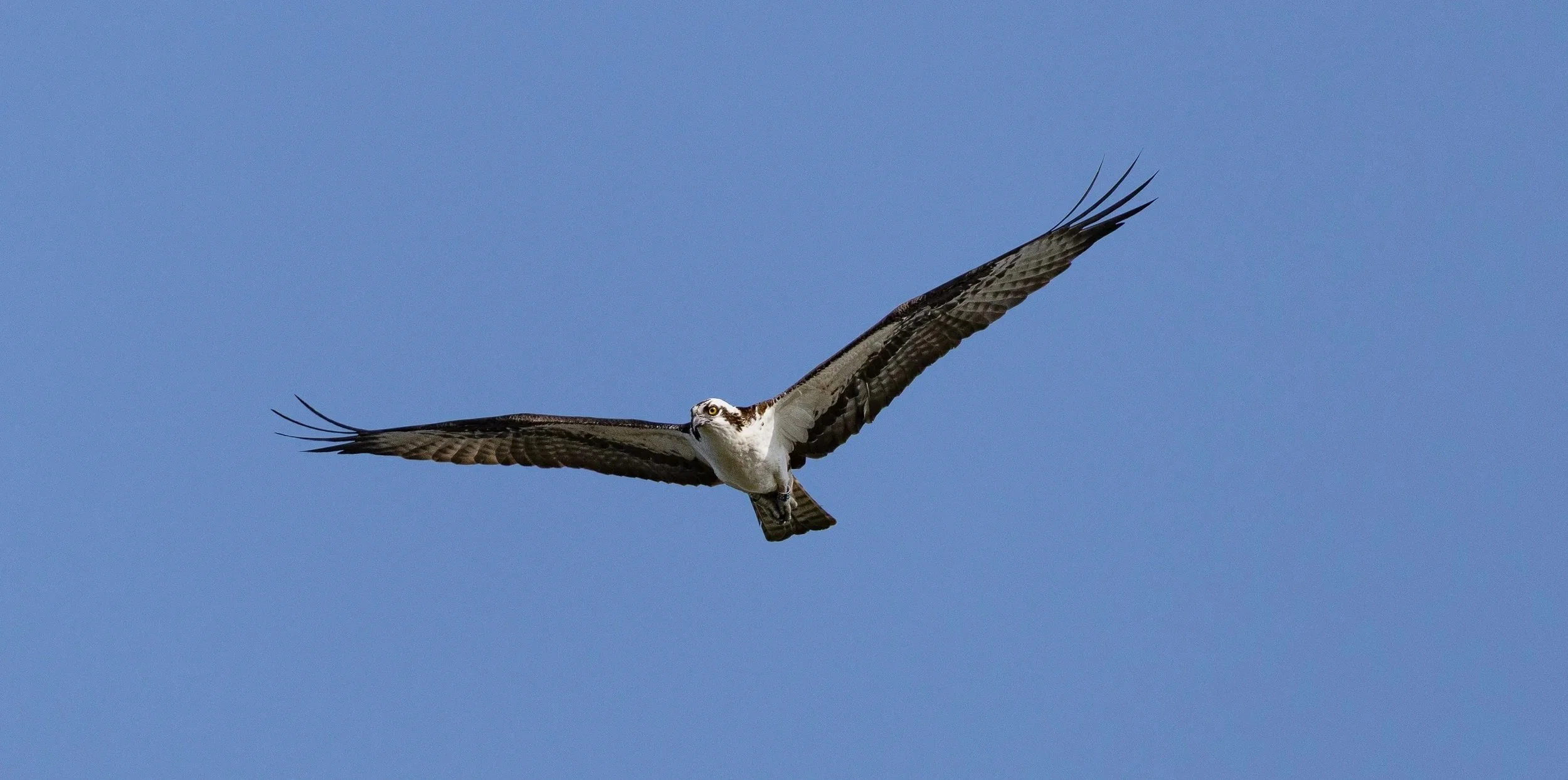 An osprey soaring in a clear blue sky with wings extended.