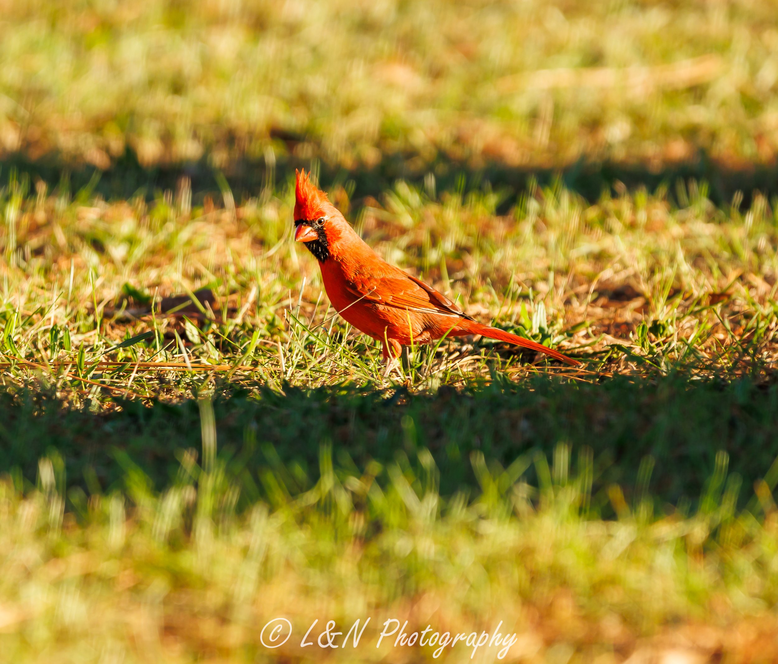 LN_Photo_-12.jpg