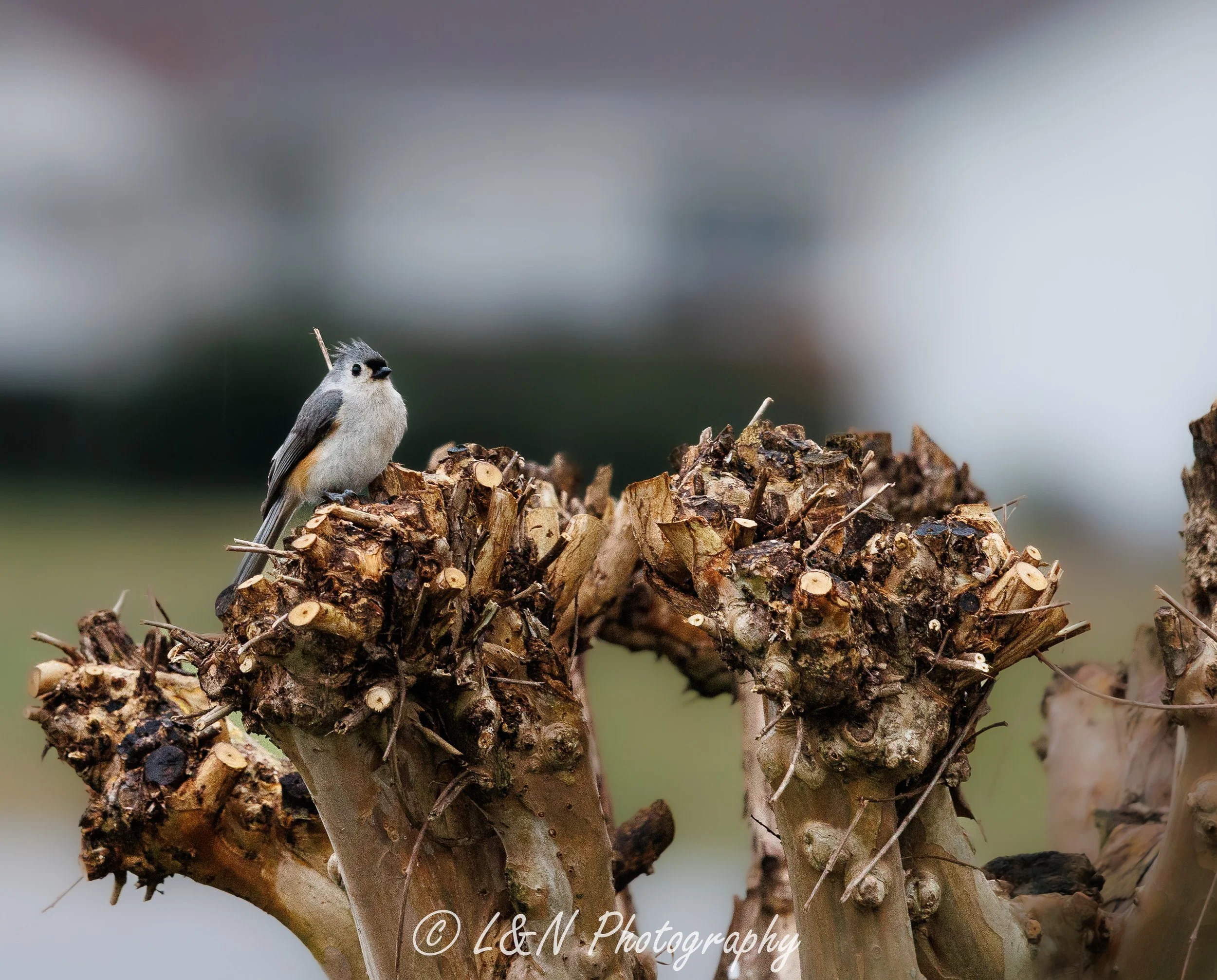 LN_Photo_-44.jpg