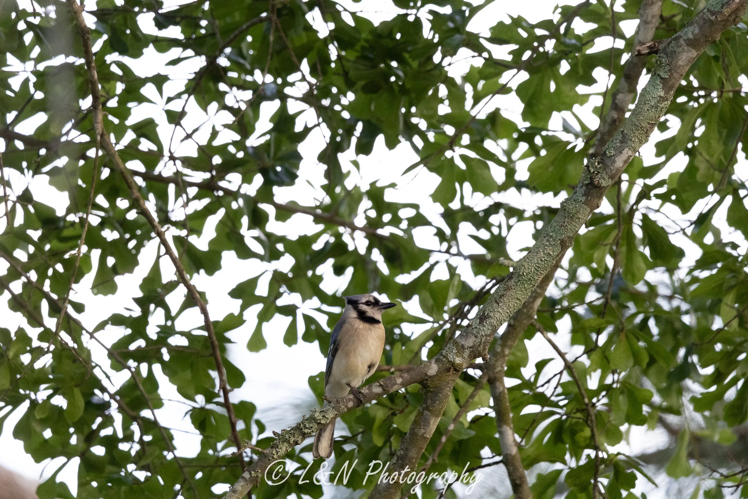 LN_Photo_-64.jpg
