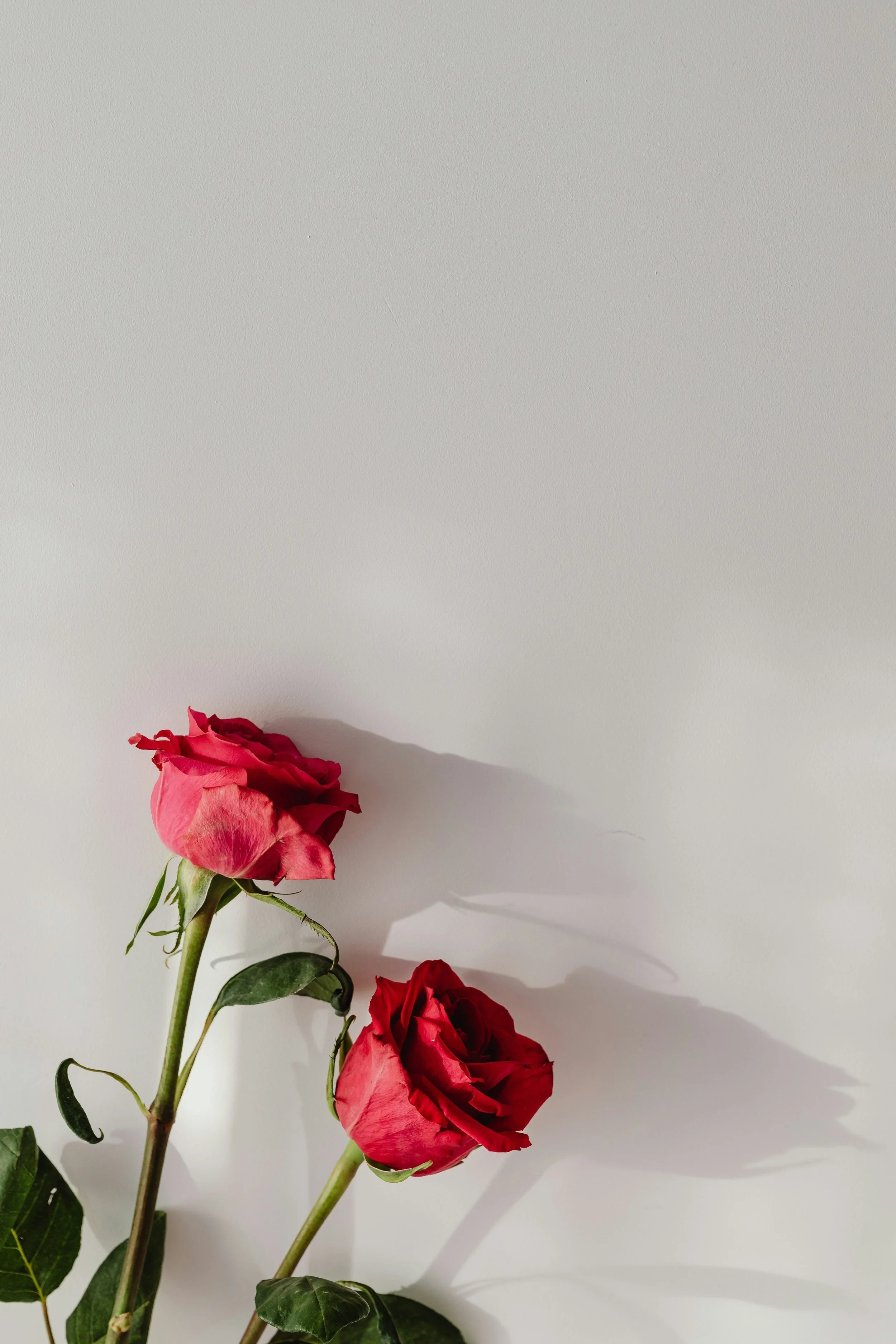 Two pink and red roses with green leaves against a plain white background, casting shadows.