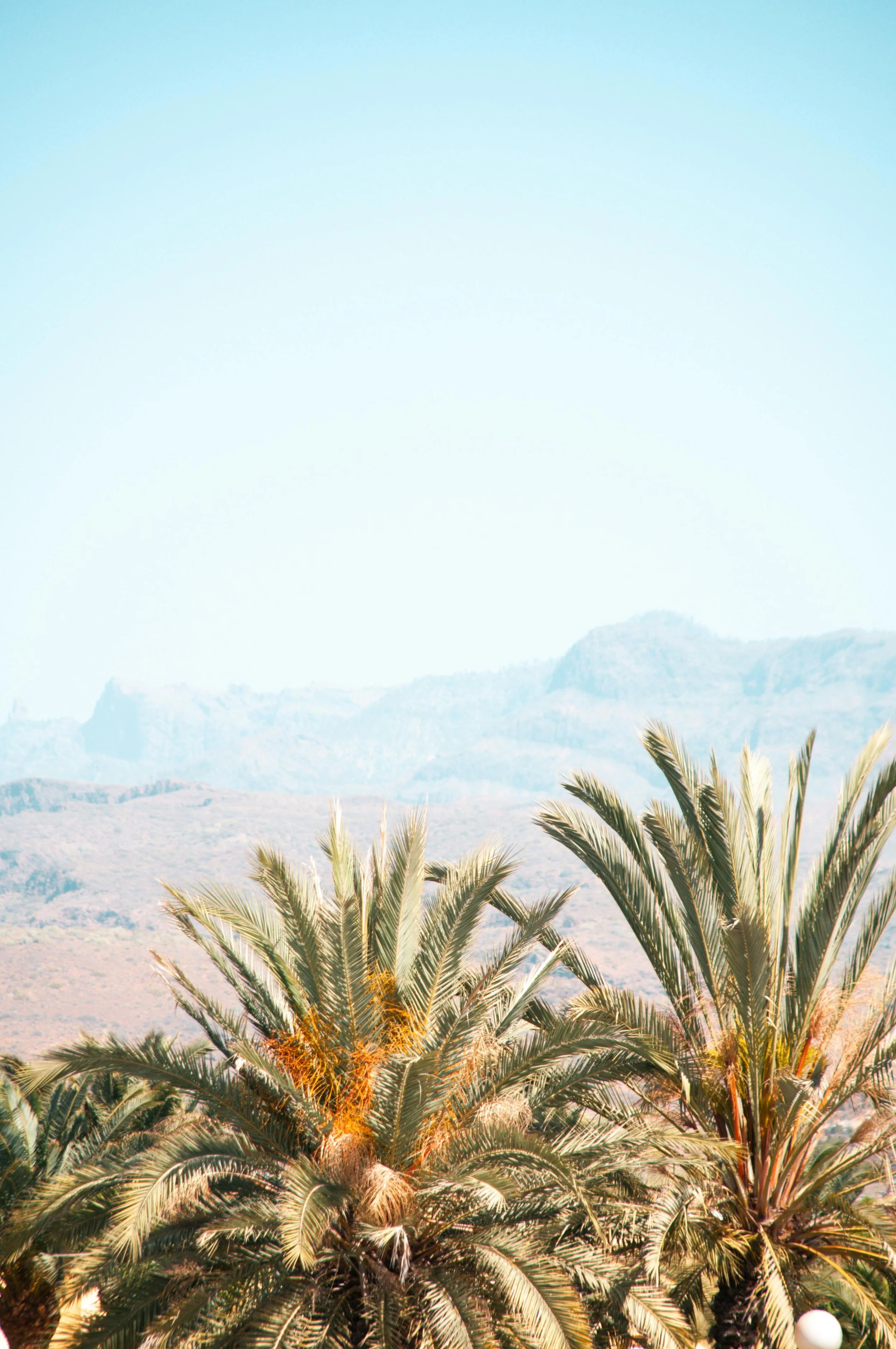 A mountain landscape with palm trees in the foreground and a clear blue sky.