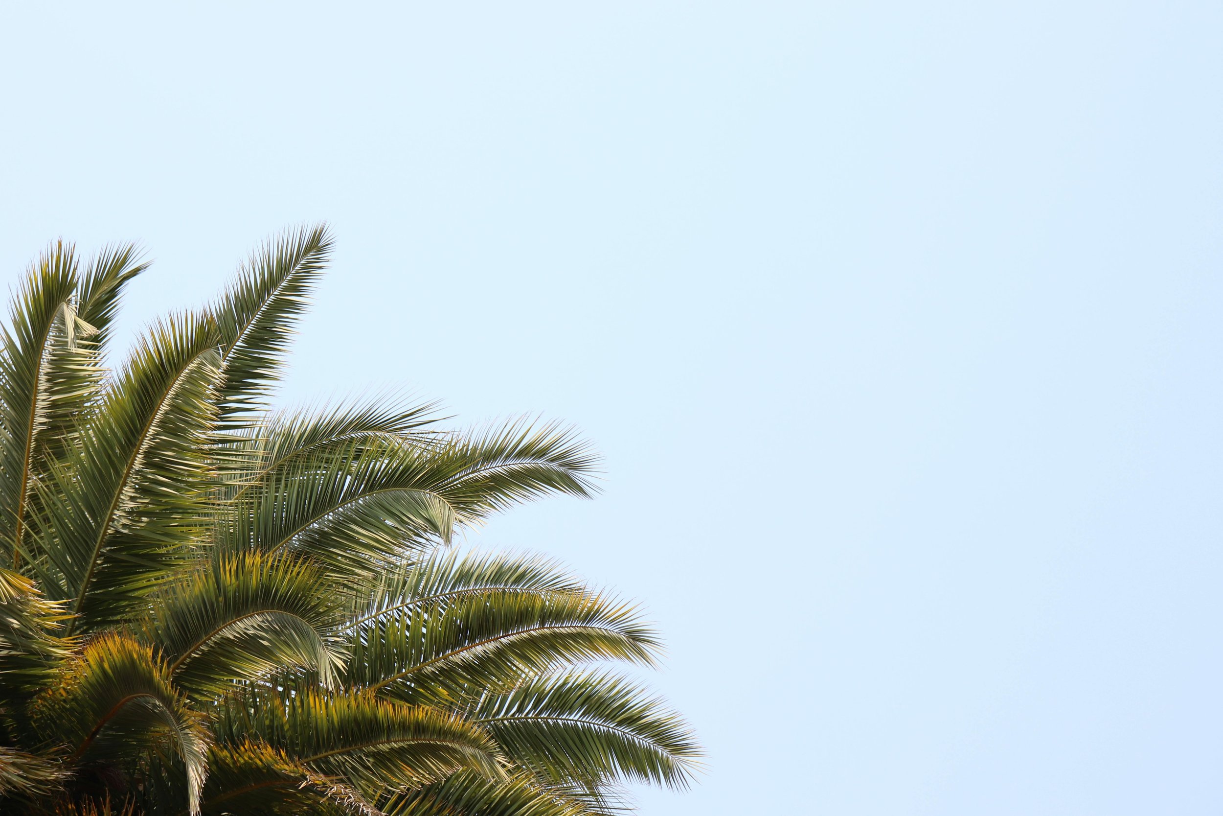 Palm tree with green fronds against a clear blue sky.