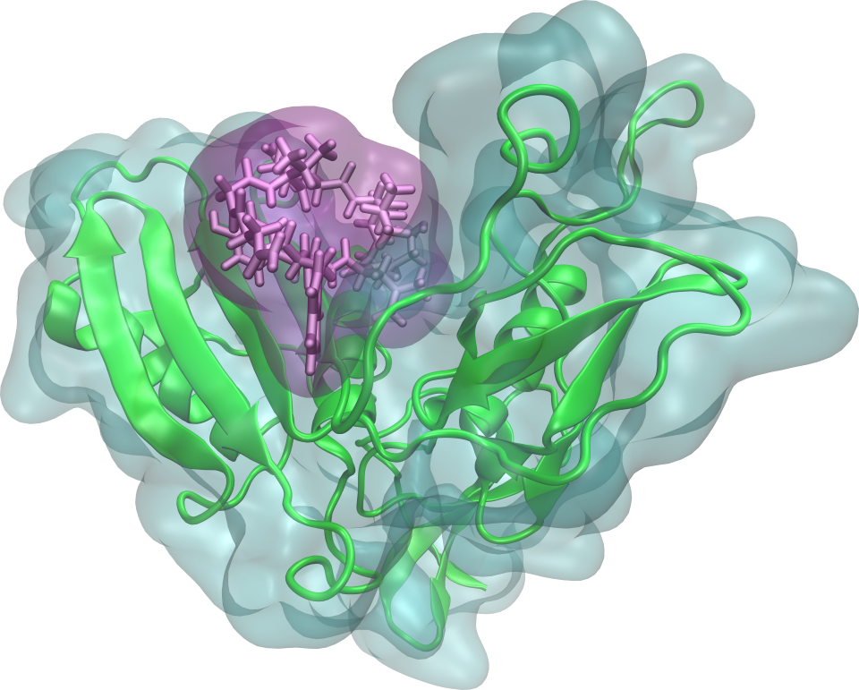 A detailed illustration of a molecular structure showing green helices and strands, purple spheres representing a small molecule or ligand, and a surrounding semi-transparent shape indicating the molecular surface.