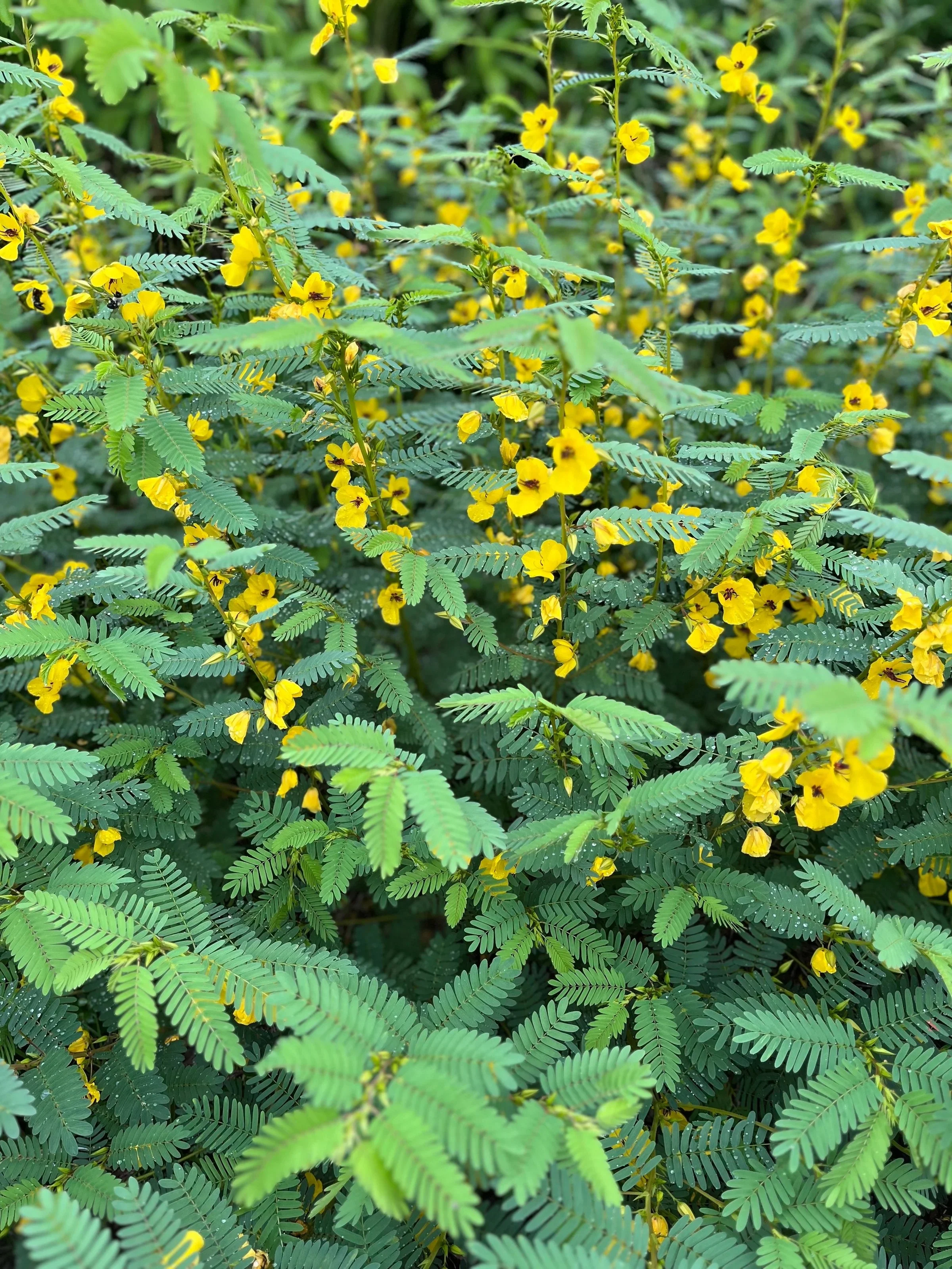 Falls Brook Farm partridge pea