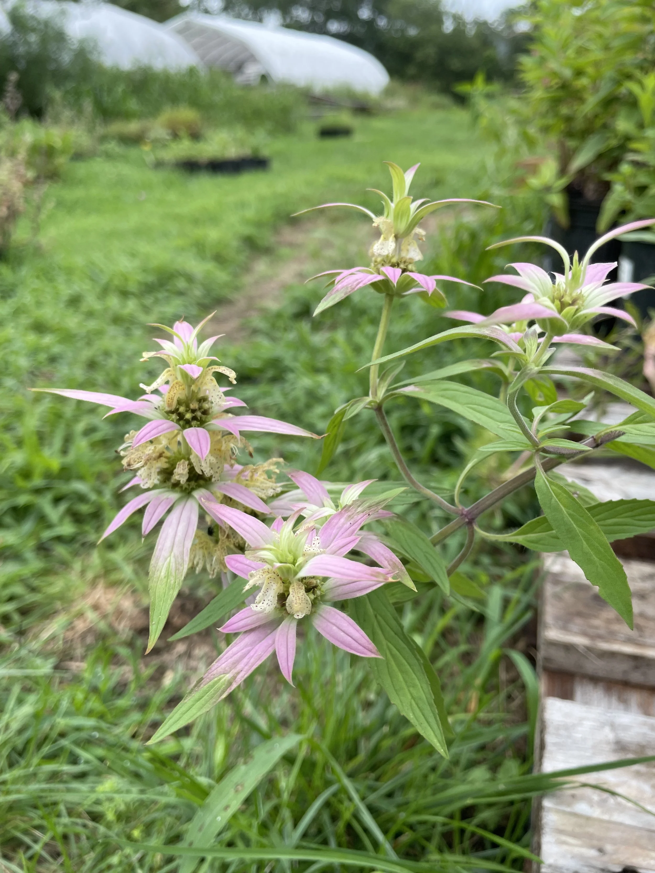 Falls Brook Farm spotted bee balm
