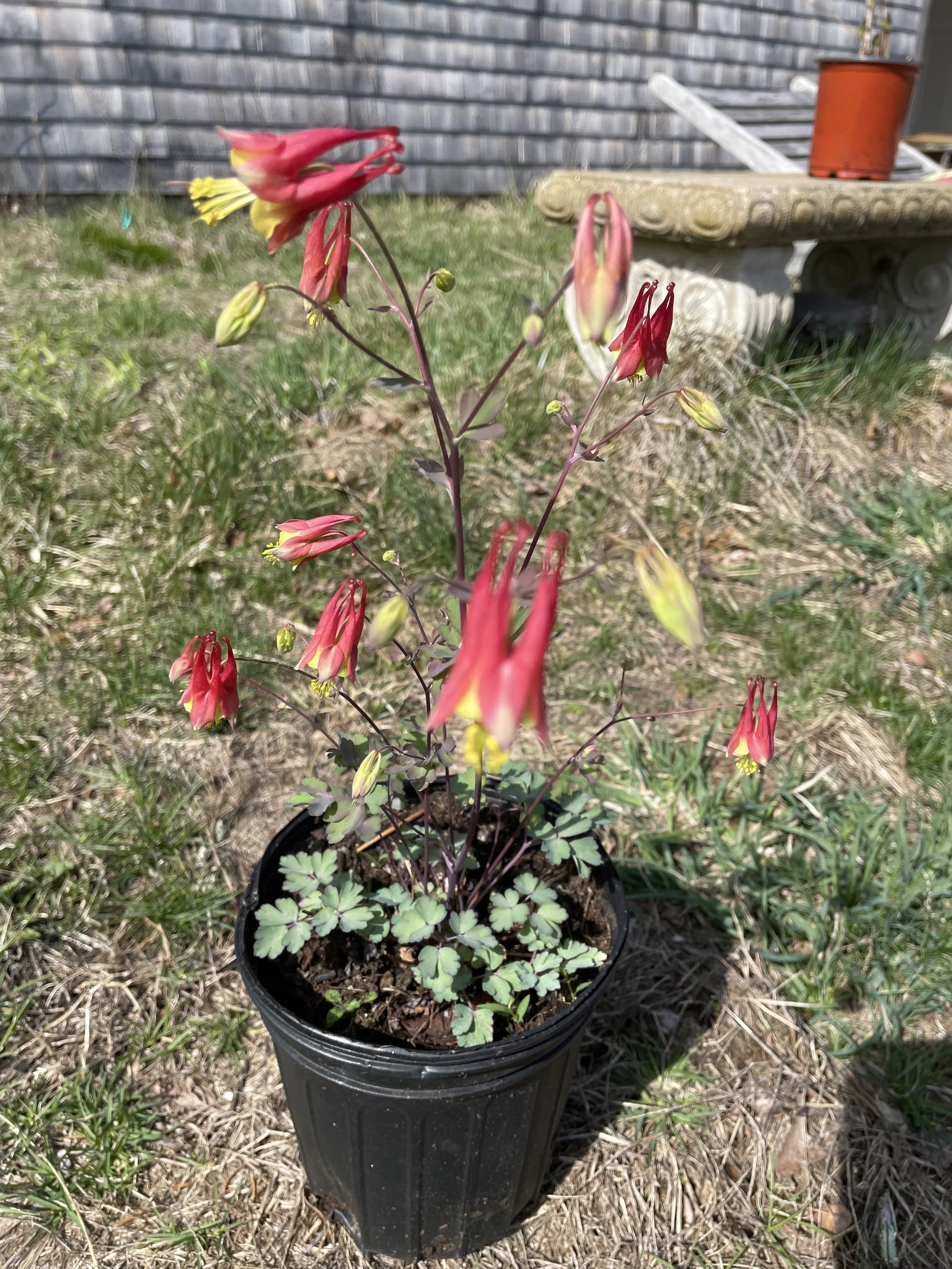 Falls Brook Farm Red Columbine