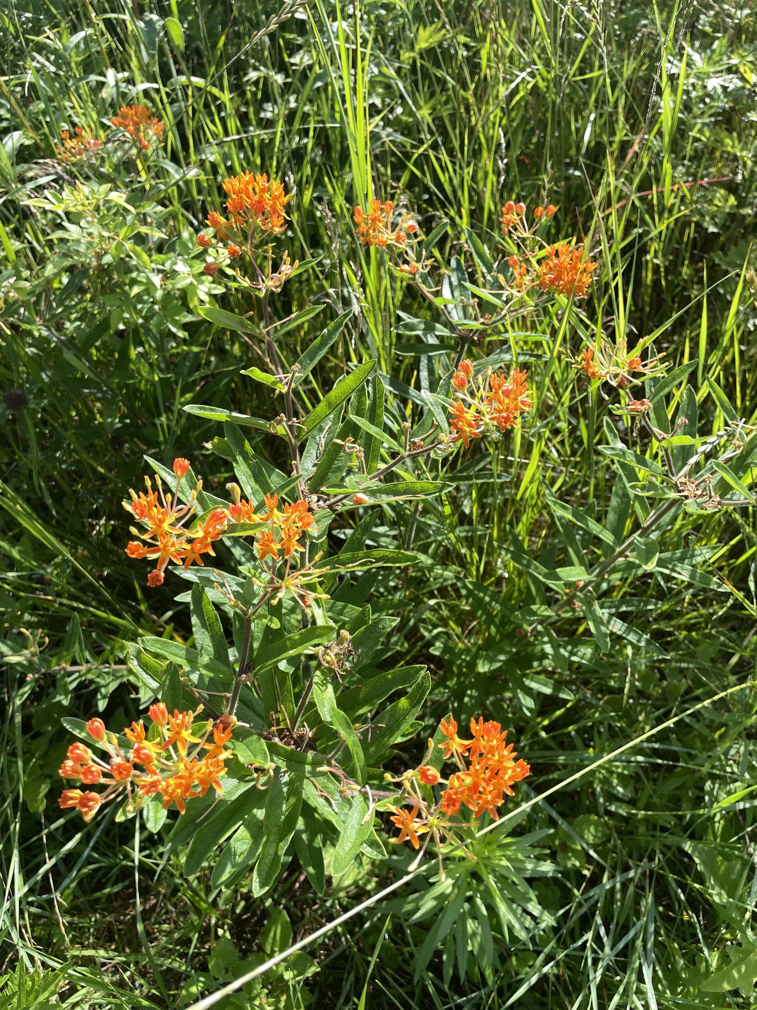 Falls Brook Farm Butterfly Milkweed