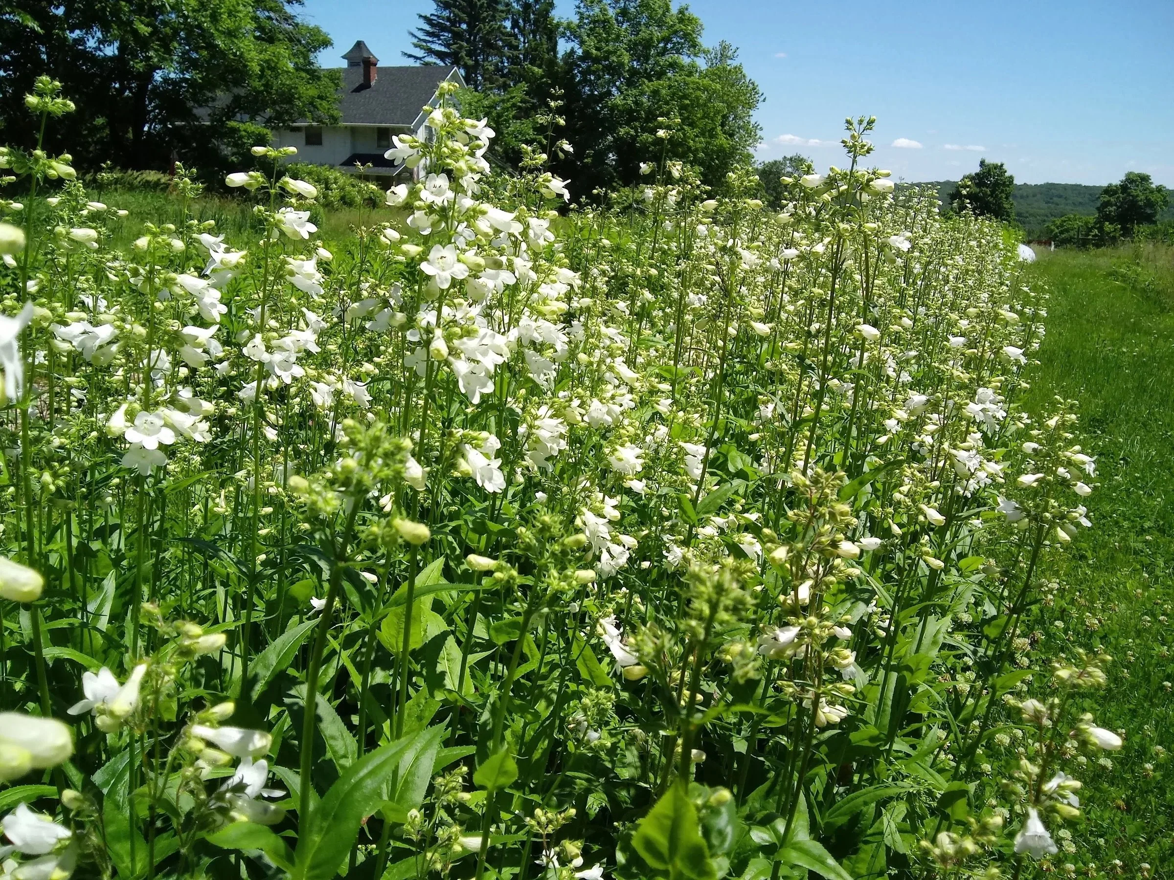 Falls Brook Farm Foxglove beardtongue