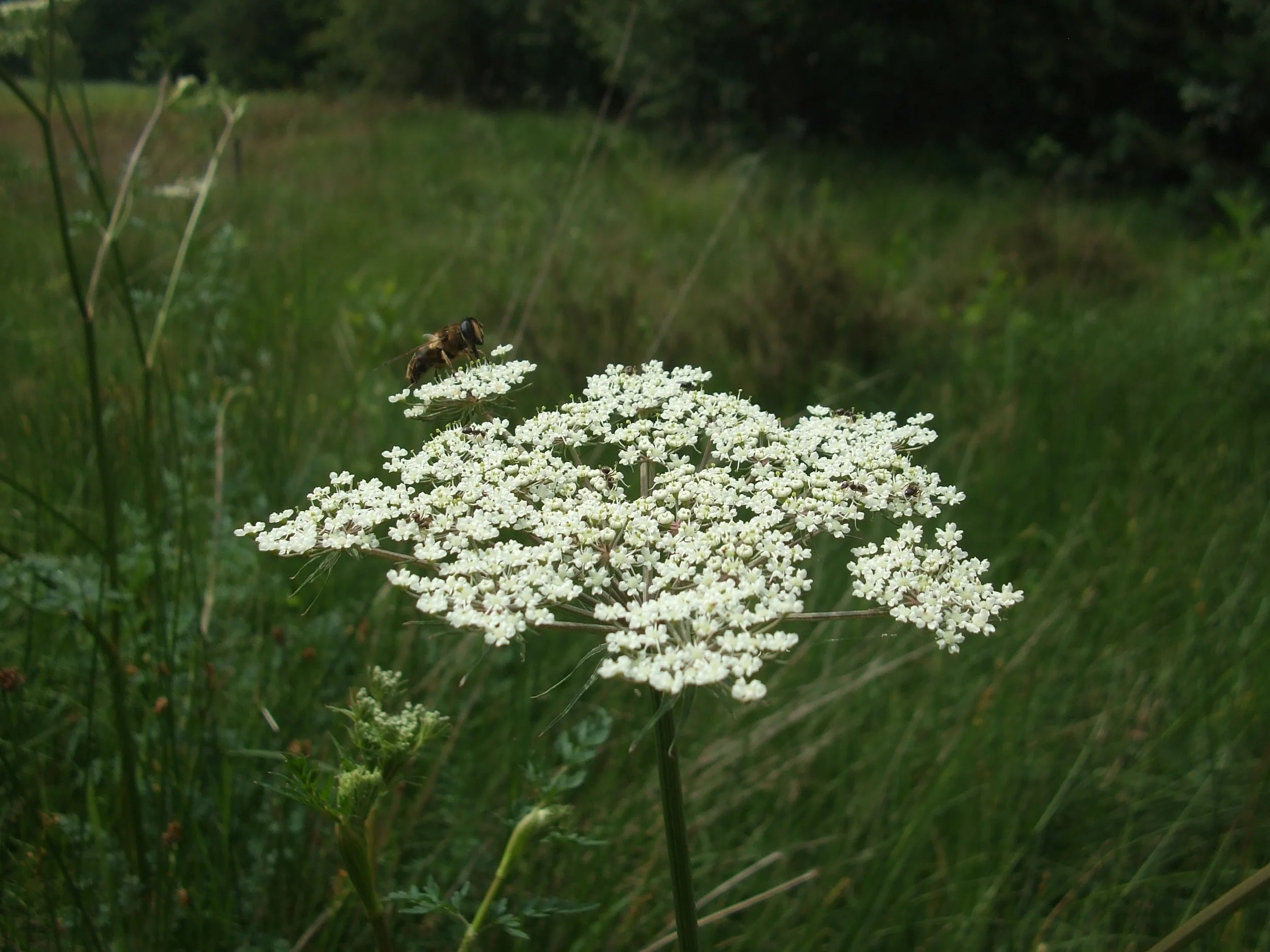 Falls Brook Farm Yarrow