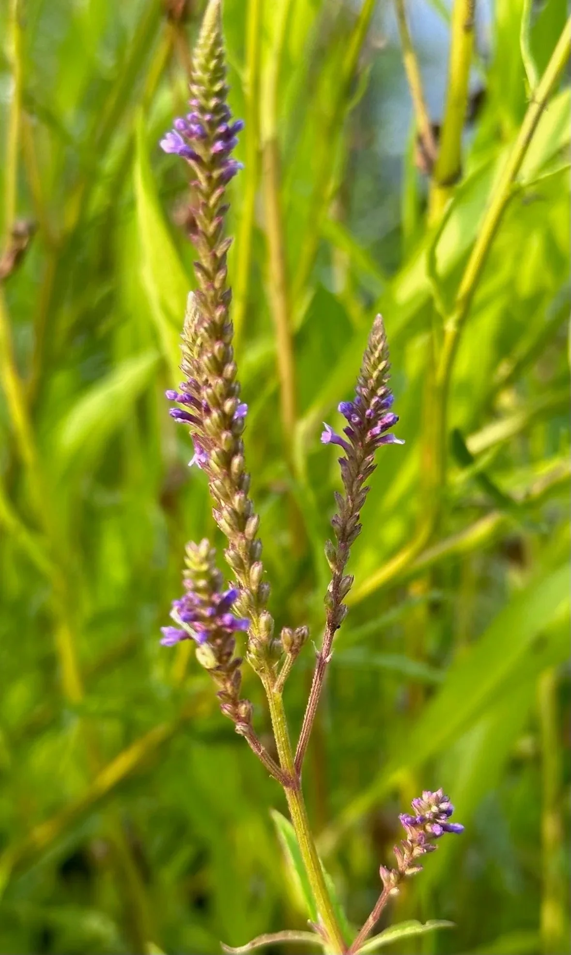Falls Brook Farm verbena, blue vervain