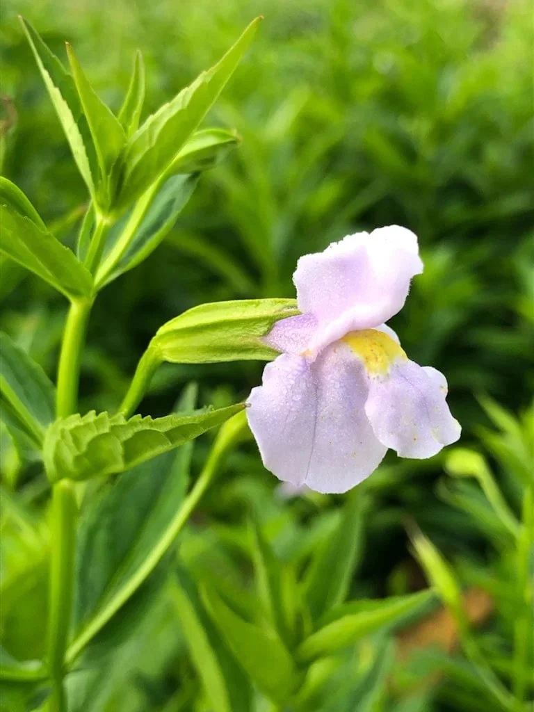 Falls Brook Farm Monkey Flower