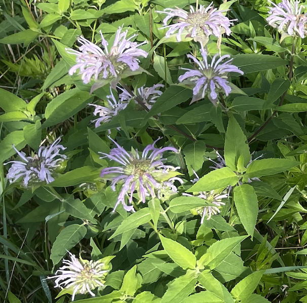 Falls Brook Farm wild bergamot monarda