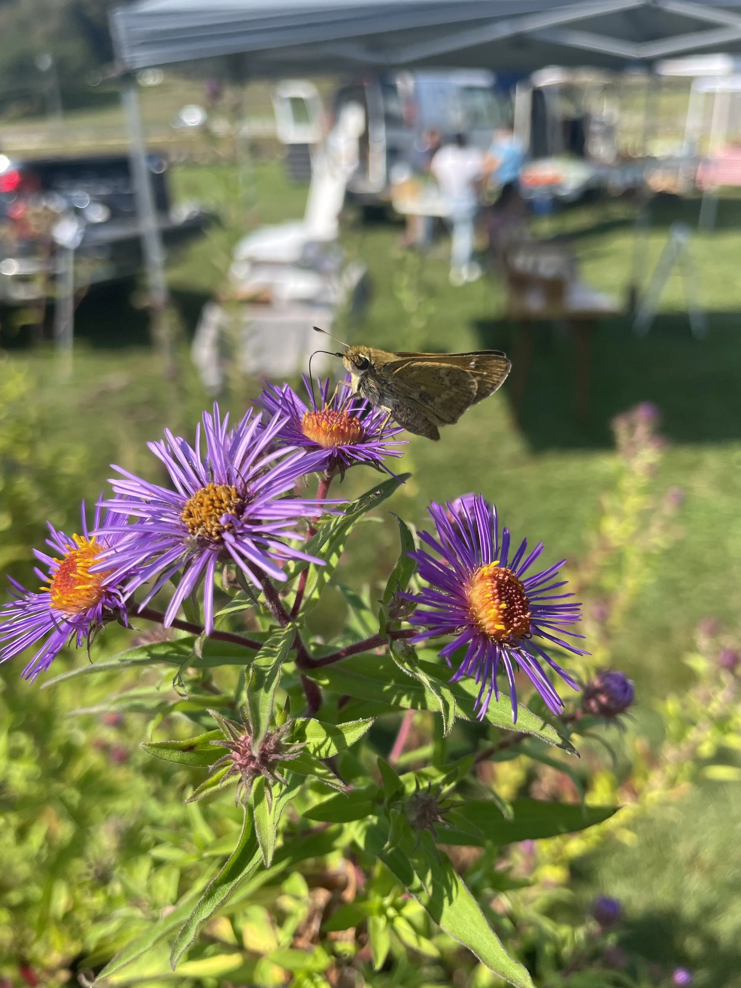 Falls Brook Farm New England Aster