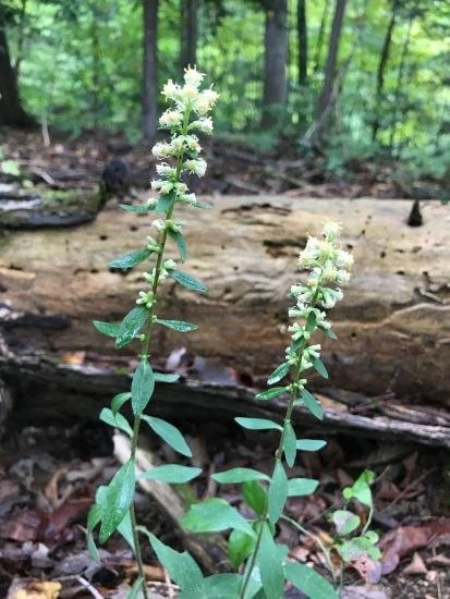 Falls Brook Farm White Goldenrod