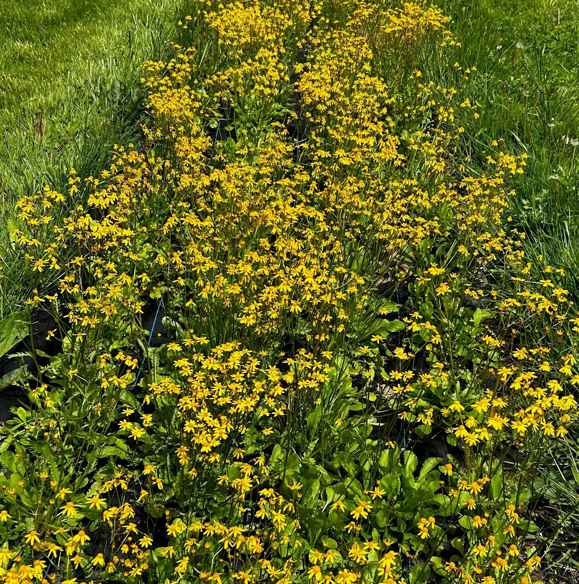Falls Brook Farm golden groundsel, ragwort