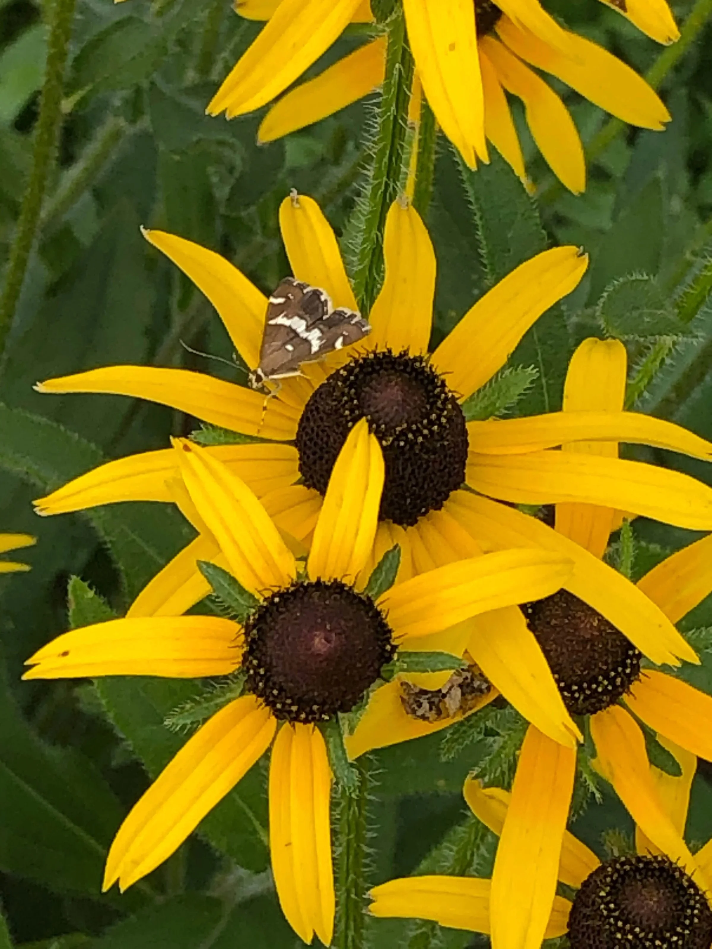 Falls Brook Farm Black Eyed Susan