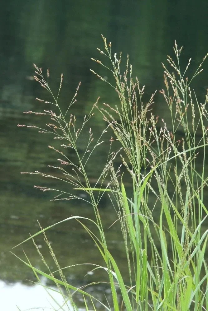 Falls Brook Farm Switchgrass