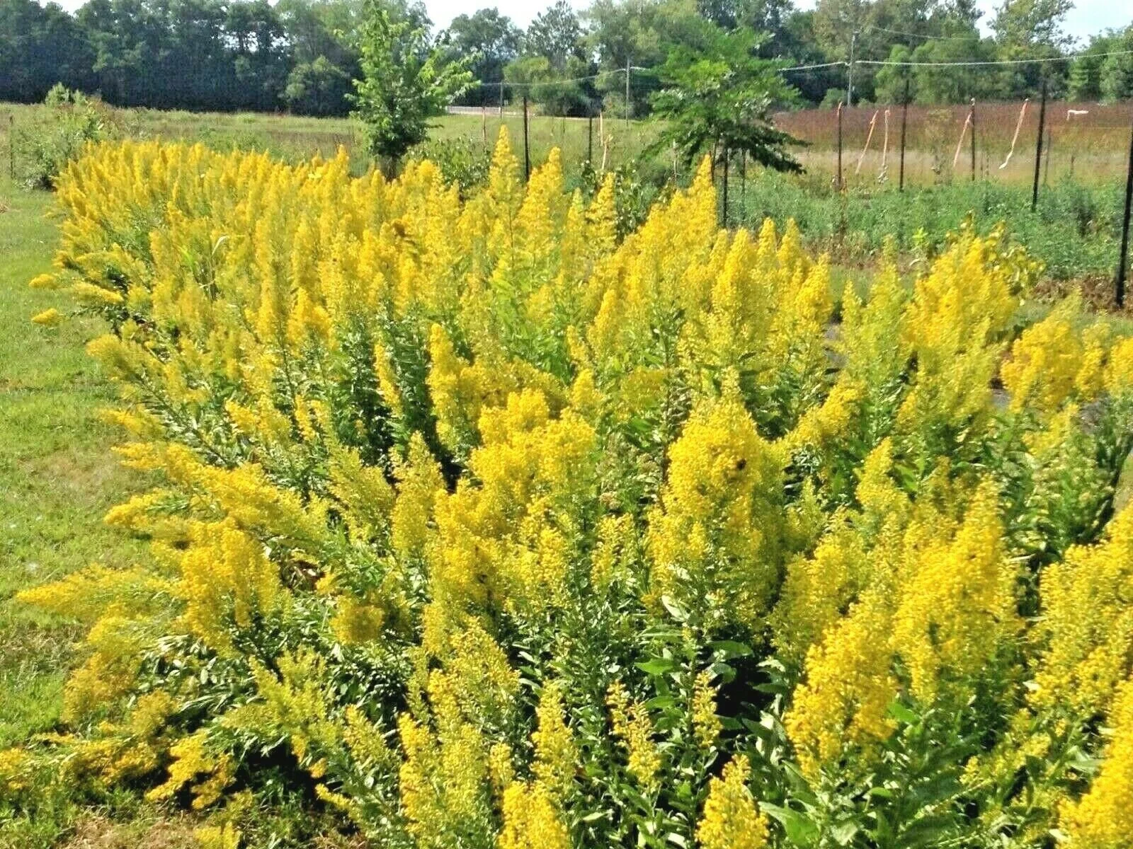 Falls Brook Farm Showy Goldenrod