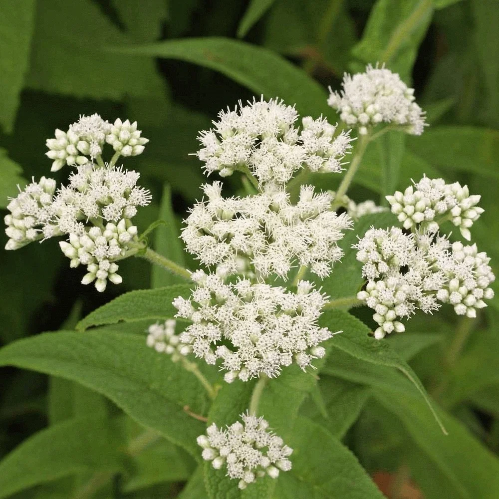Falls Brook Farm boneset