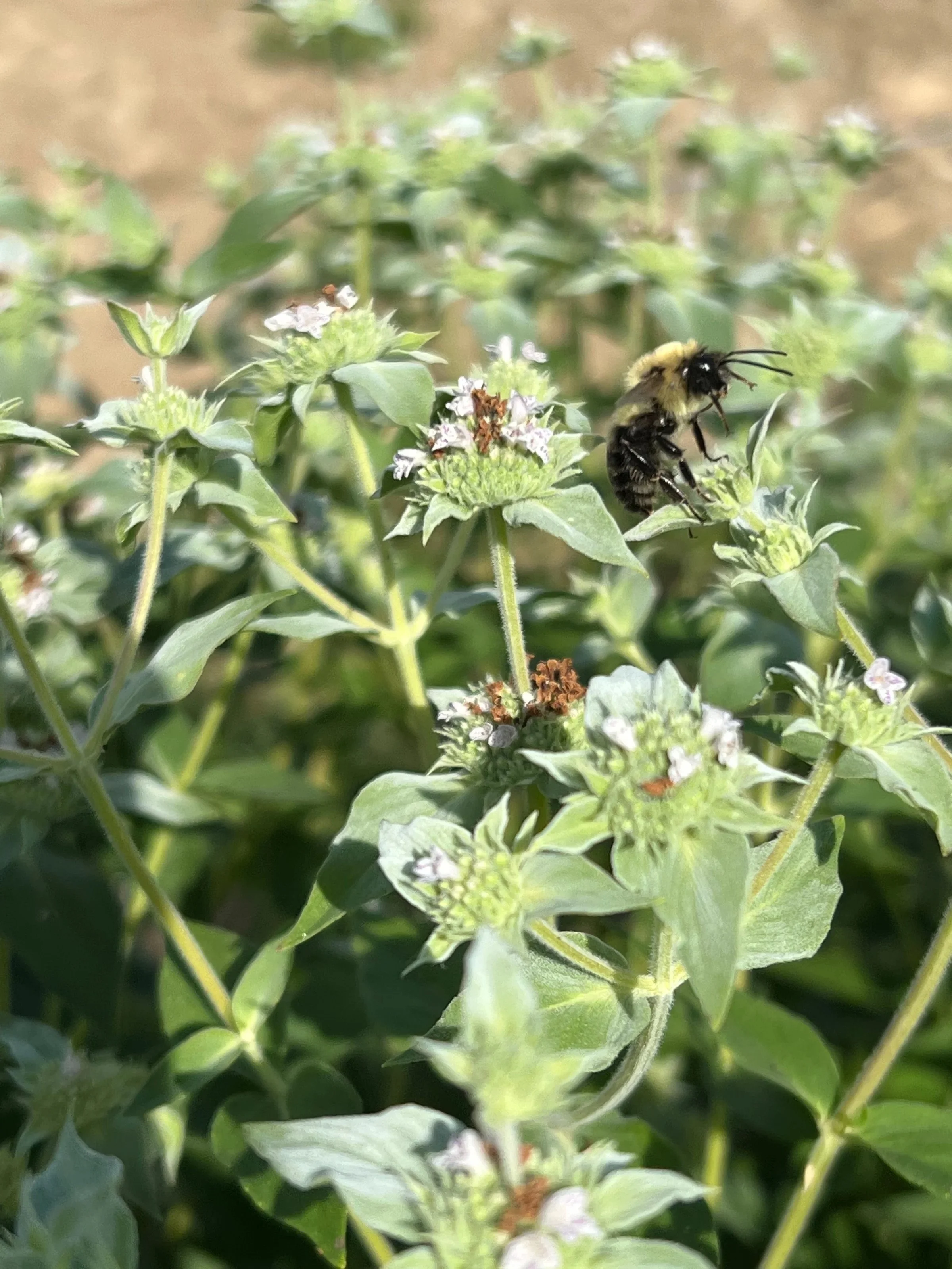 Falls Brook Farm Mint, broad leaved mountain