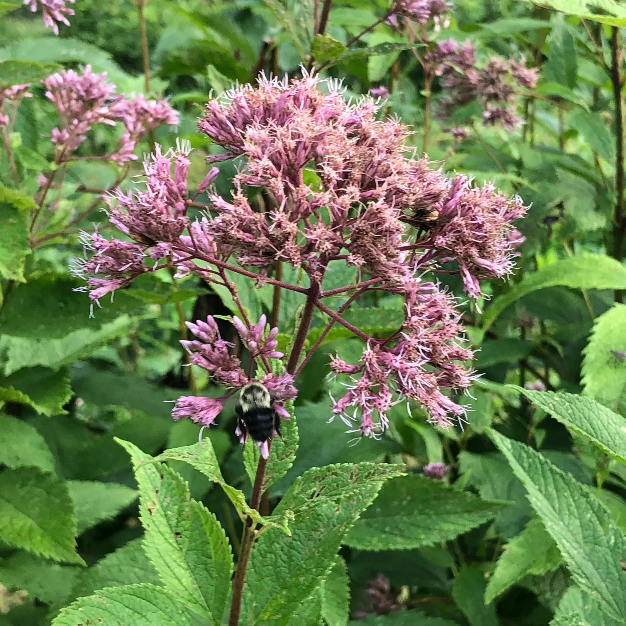 Joe pye weed Falls Brook Farm